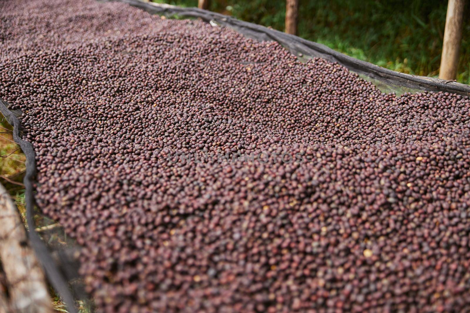 coffee natural drying process at washing station at the mountain region of eastern africa