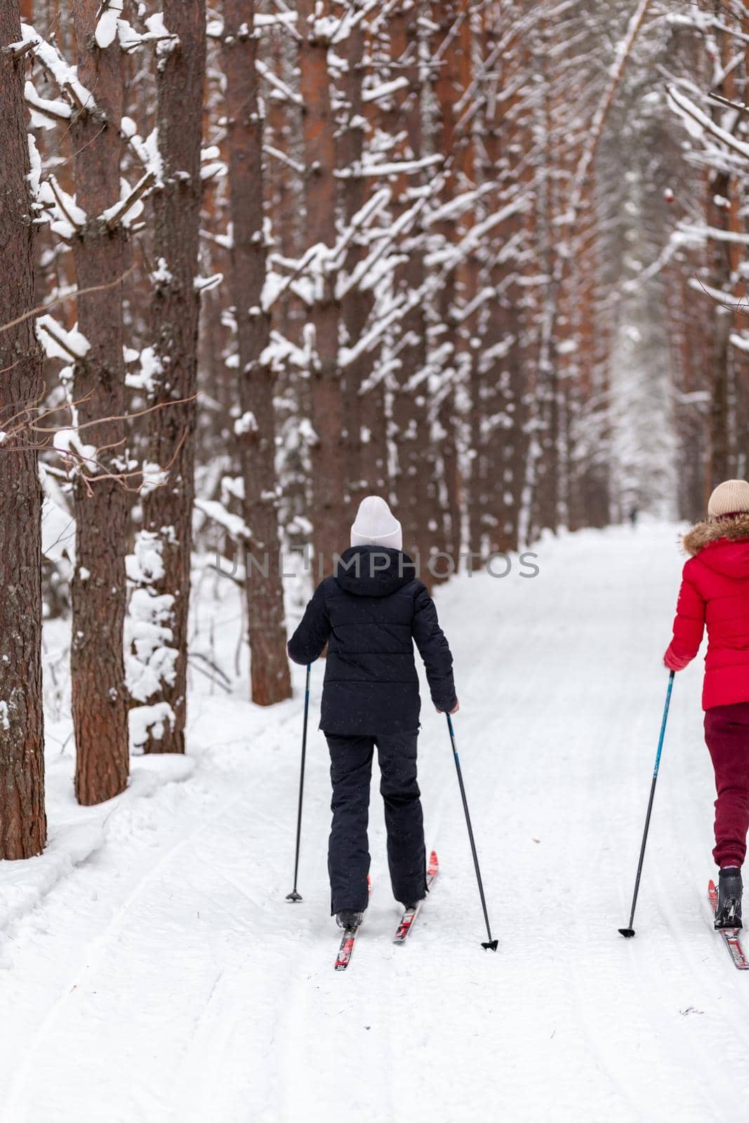 Two girls in a black and red jacket are skiing in winter in a snow-covered forest on a ski trail. Trees in a row.. Rear view. Skiing in a beautiful snowy forest in the cold. beautiful winter nature