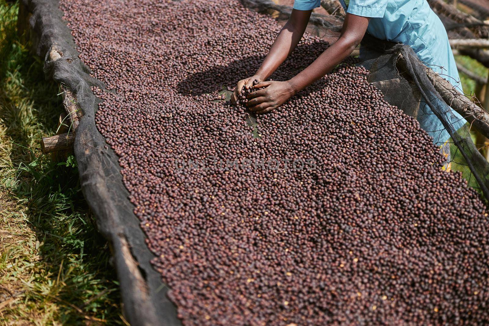 african workers are picking out fresh coffee beans at washing station