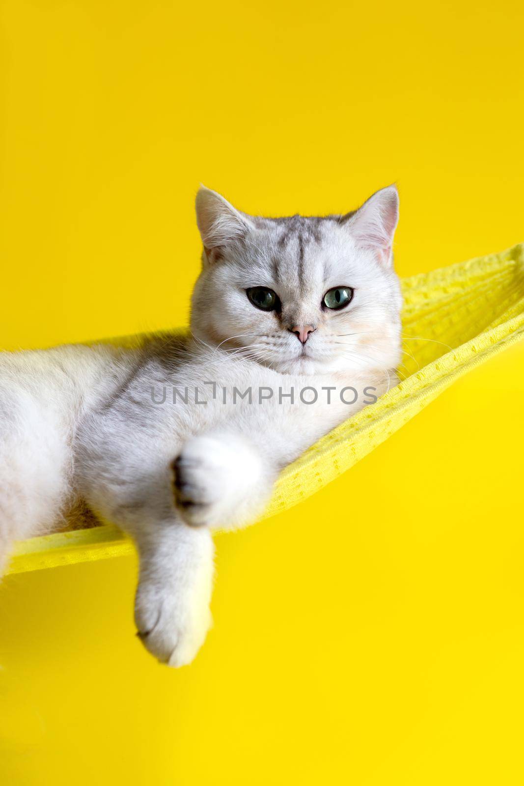Portrait of adorable white cat lie on yellow fabric hammock isolated on yellow background. Close up. Copy space. Vertical