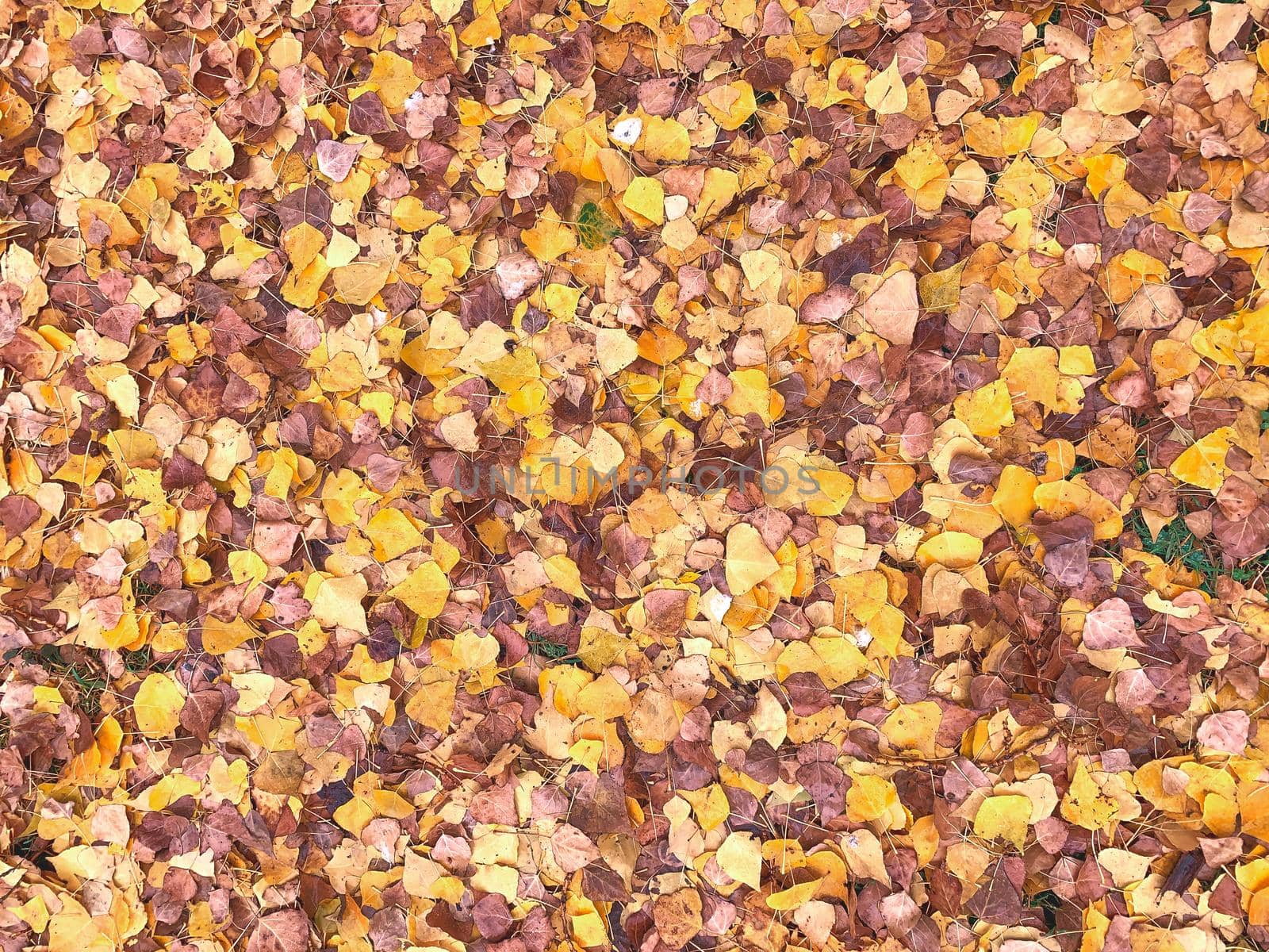 Yellow leaves texture background in a sunny fall day.