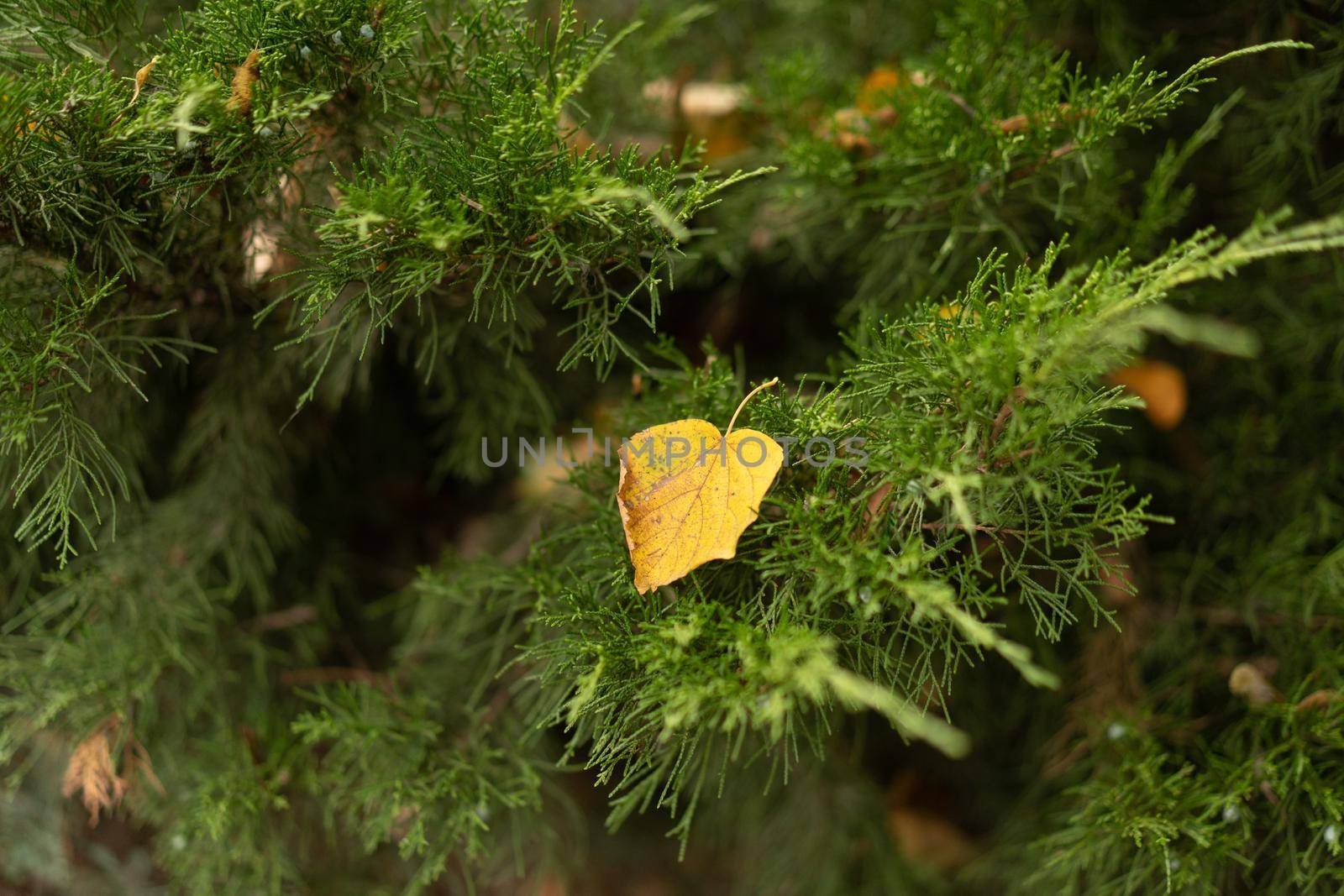 Close-up. Coniferous or spruce tree with fallen yellow leaves from the trees on it.