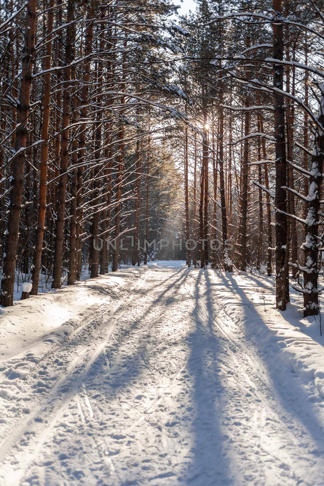 Sunlight through the trees in the forest. Snow trees and a cross-country ski trail. Beautiful and unusual roads and forest trails. Beautiful winter landscape. The trees stand in a row