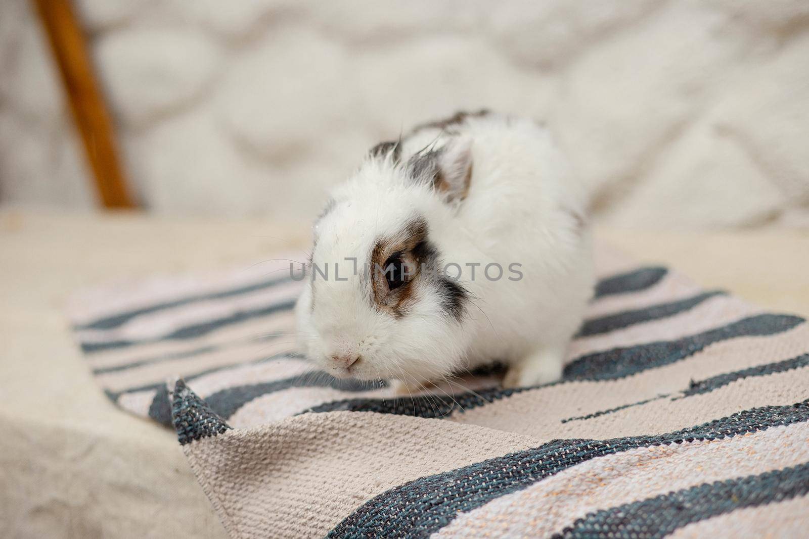 A cute little decorative rabbit, white and gray in color, sits on a striped rug against a white wall