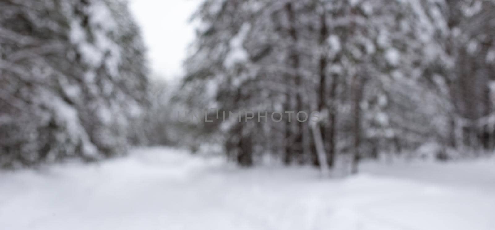 The blurry winter backdrop of a snowy forest. by Zakharova