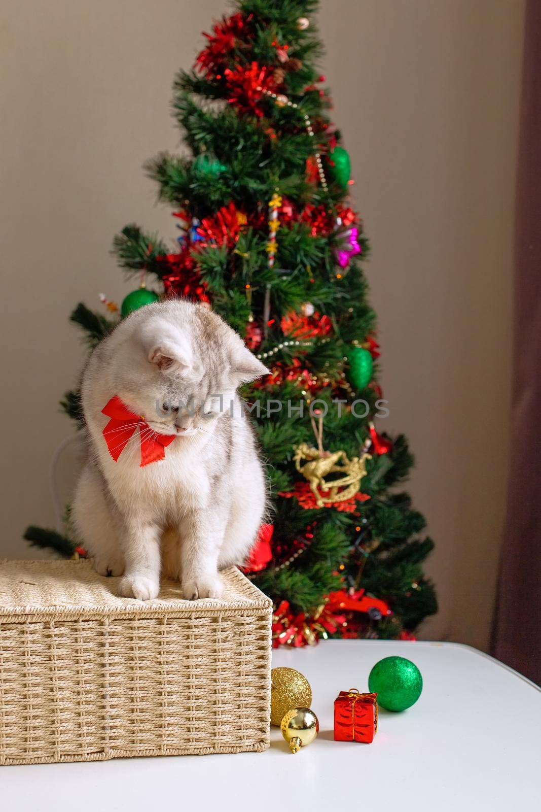 A playful white cat in a red bow tie sits on a wicker basket near the Christmas tree, plays with New Year's toys on the table.