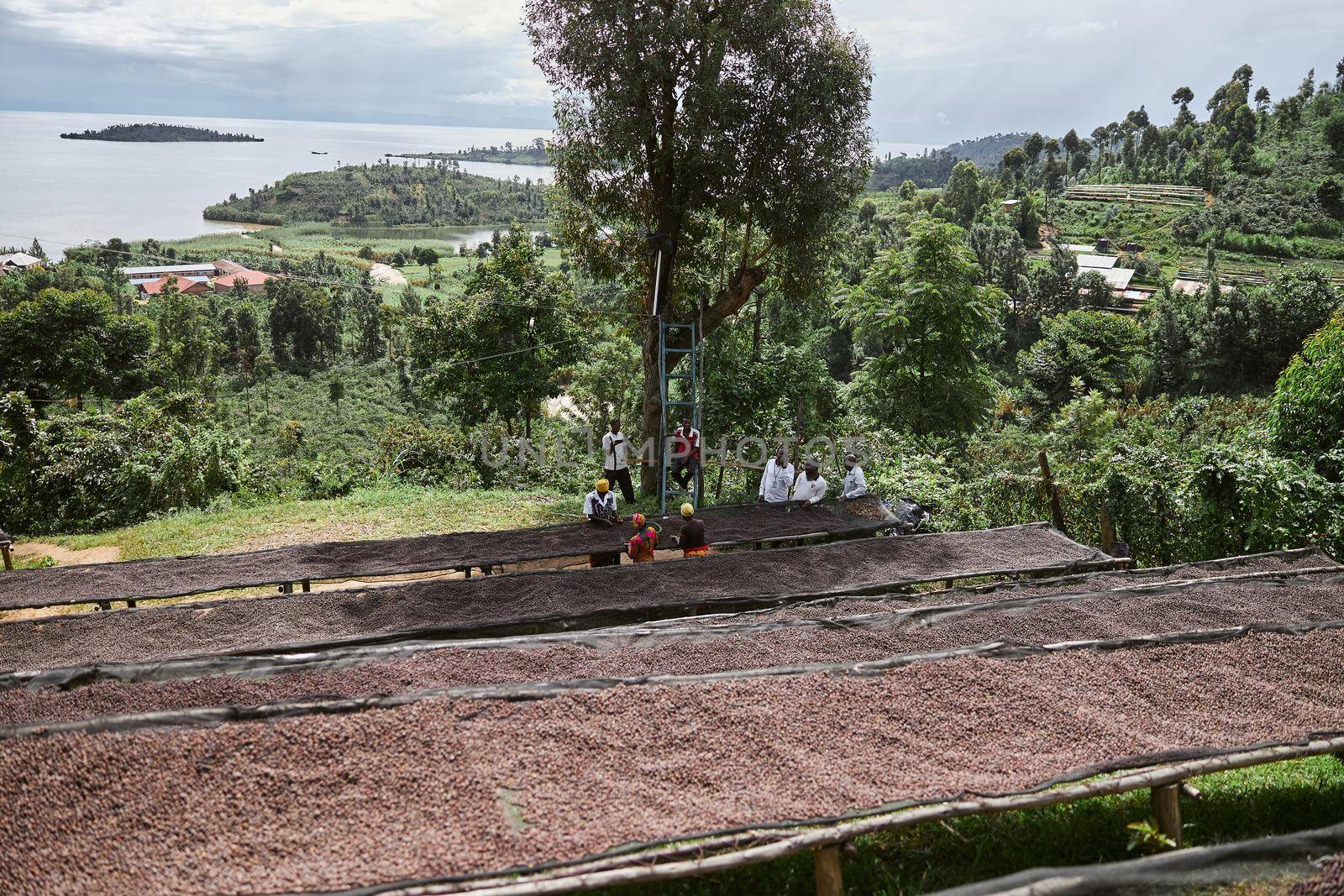 coffee natural drying process at washing station at the mountain region of eastern africa