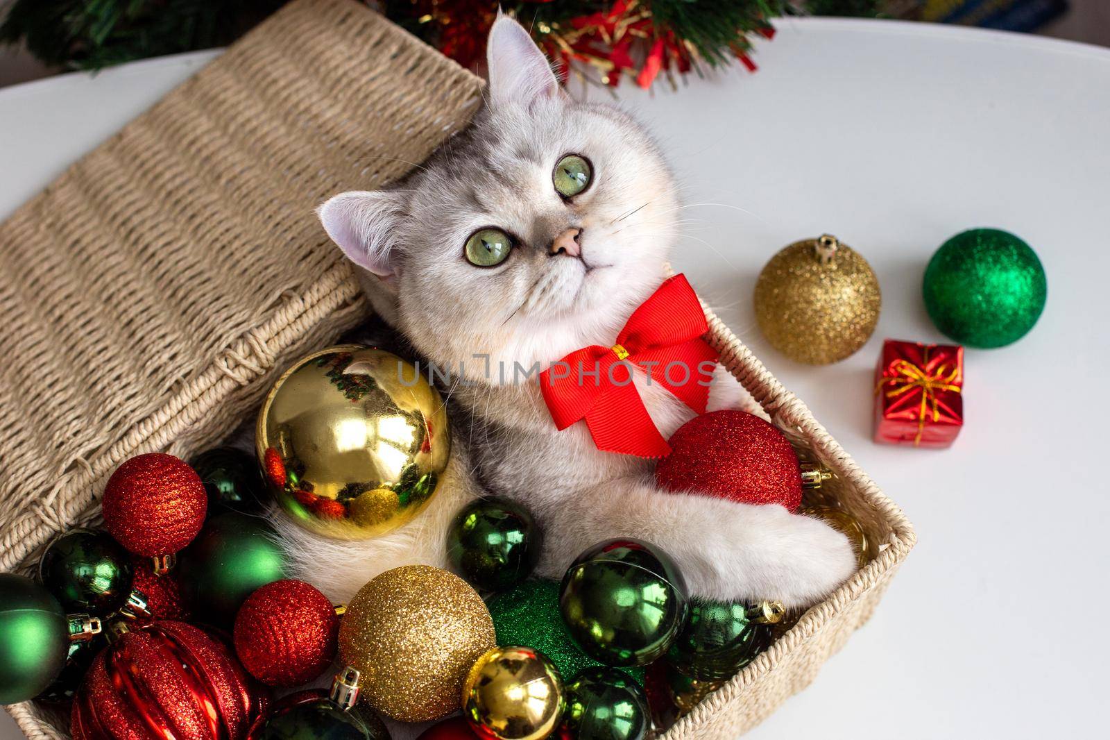 An adorable white cat in a red bow tie lies in a wicker basket near a Christmas tree, in multi-colored Christmas balls. Top view