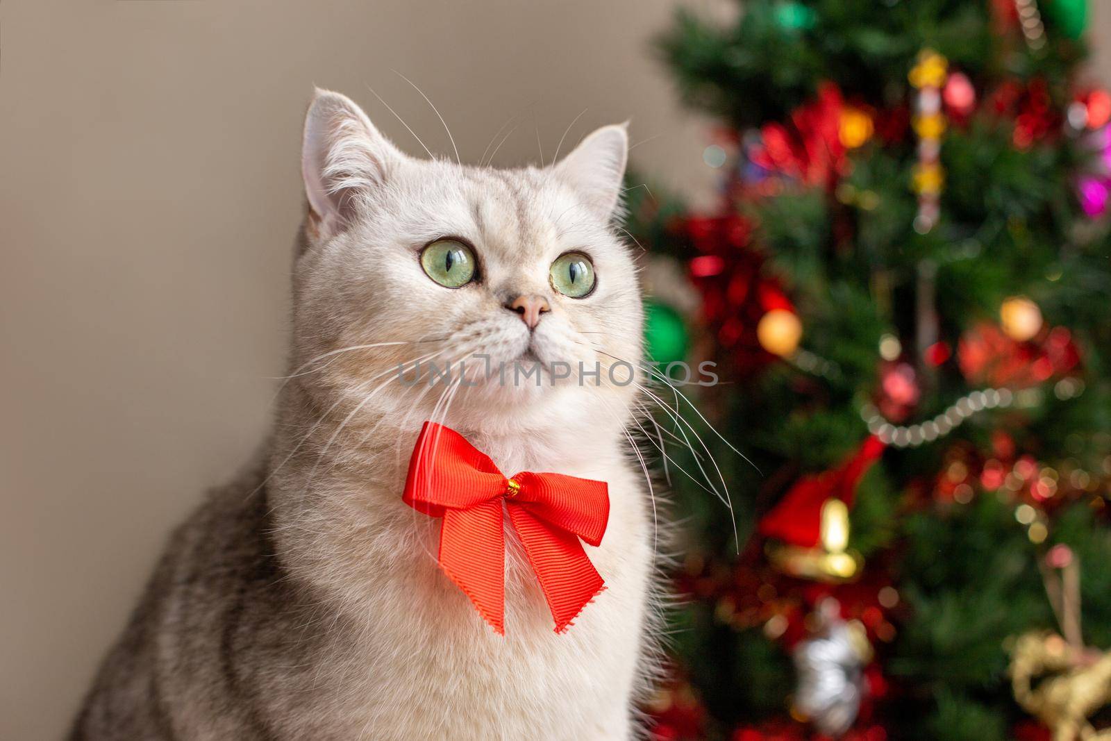 Portrait of a charming white cat in a red bow tie sits near the Christmas tree. Copy space