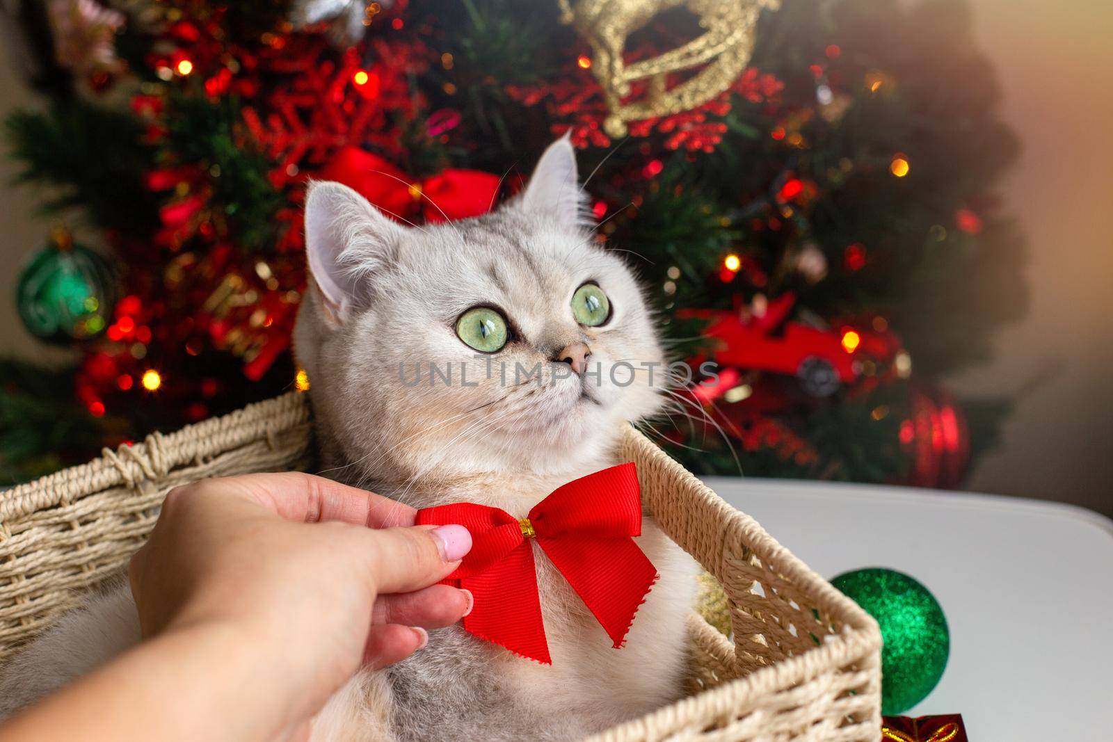 A female hand holds a red bow around the neck of a cute white cat lies in a wicker basket near the Christmas tree.
