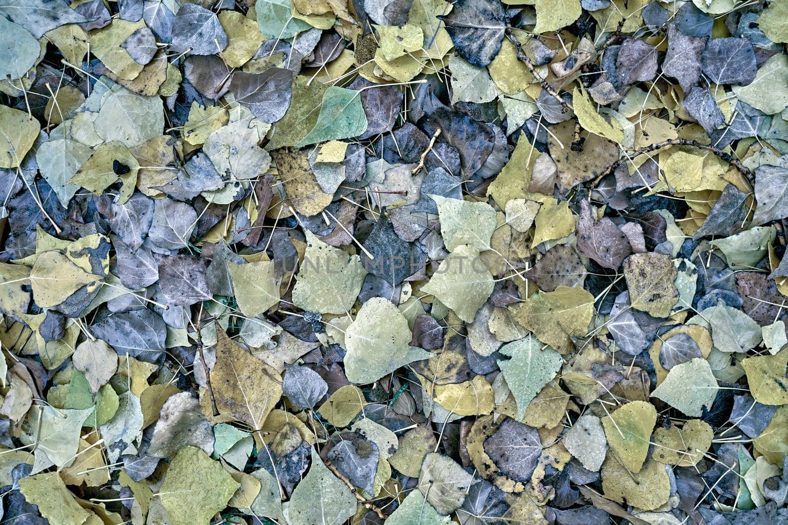 Texture of fallen autumn dry leaves. Background of fall tree leaves. Cold dramatic moody above view