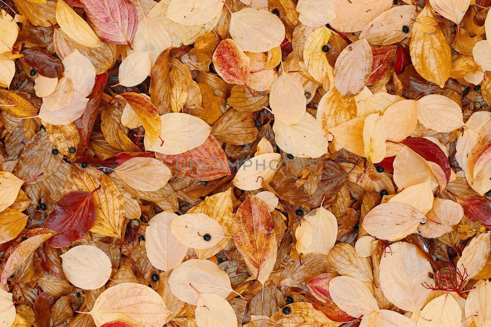 Texture background of colorful fall red and yellow leaves for postcards, ads, and flyers.