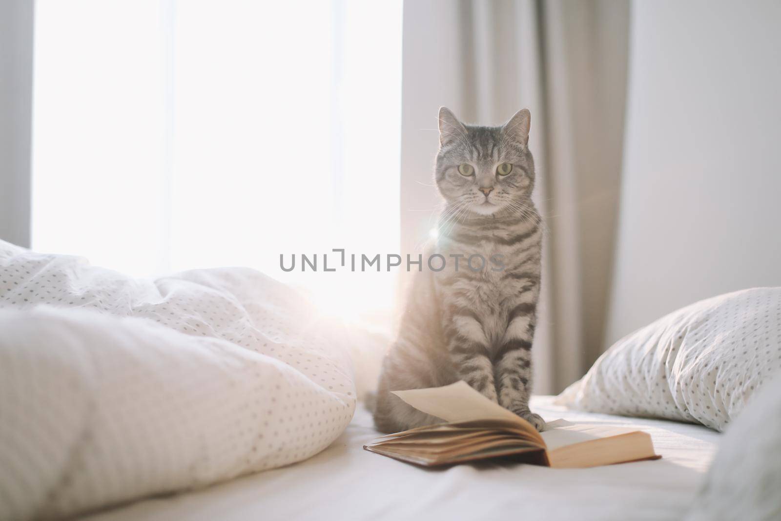 Funny scottish straight grey tabby cat in bed at home. cute cat lying on bed and sleeping in soft morning light. Cute cozy background, morning bedtime at home. 