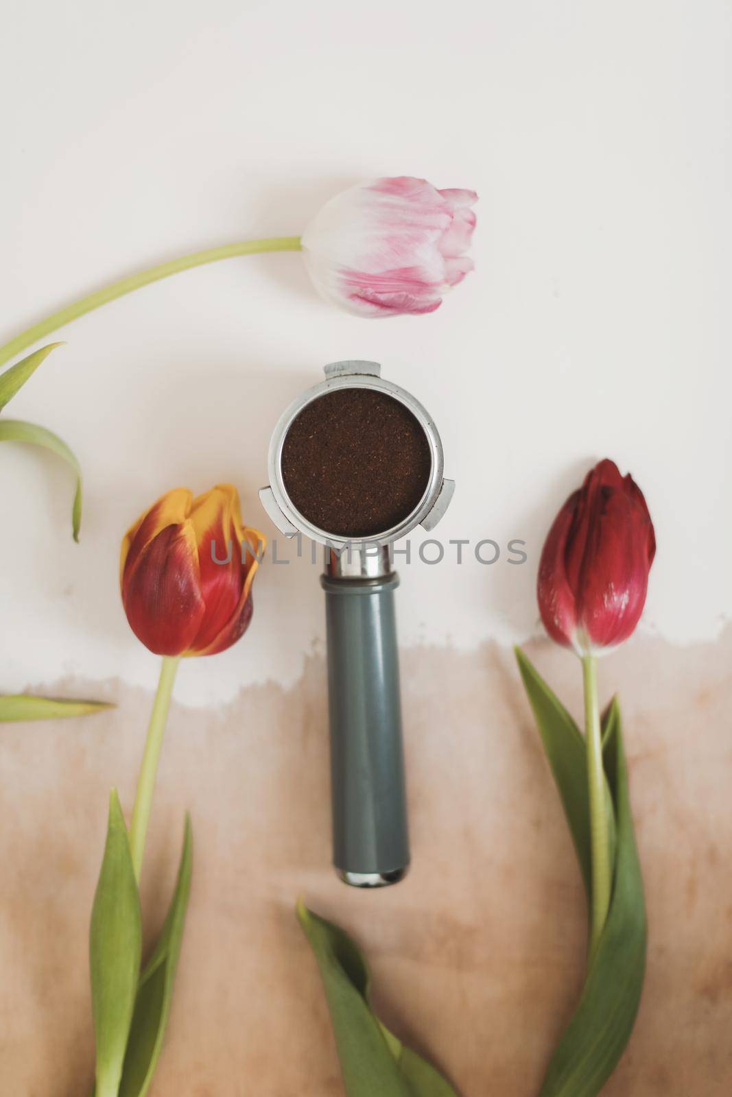  Fresh tulips and metal holder from the coffee machine with ground coffee inside. Coffee horn and flowers