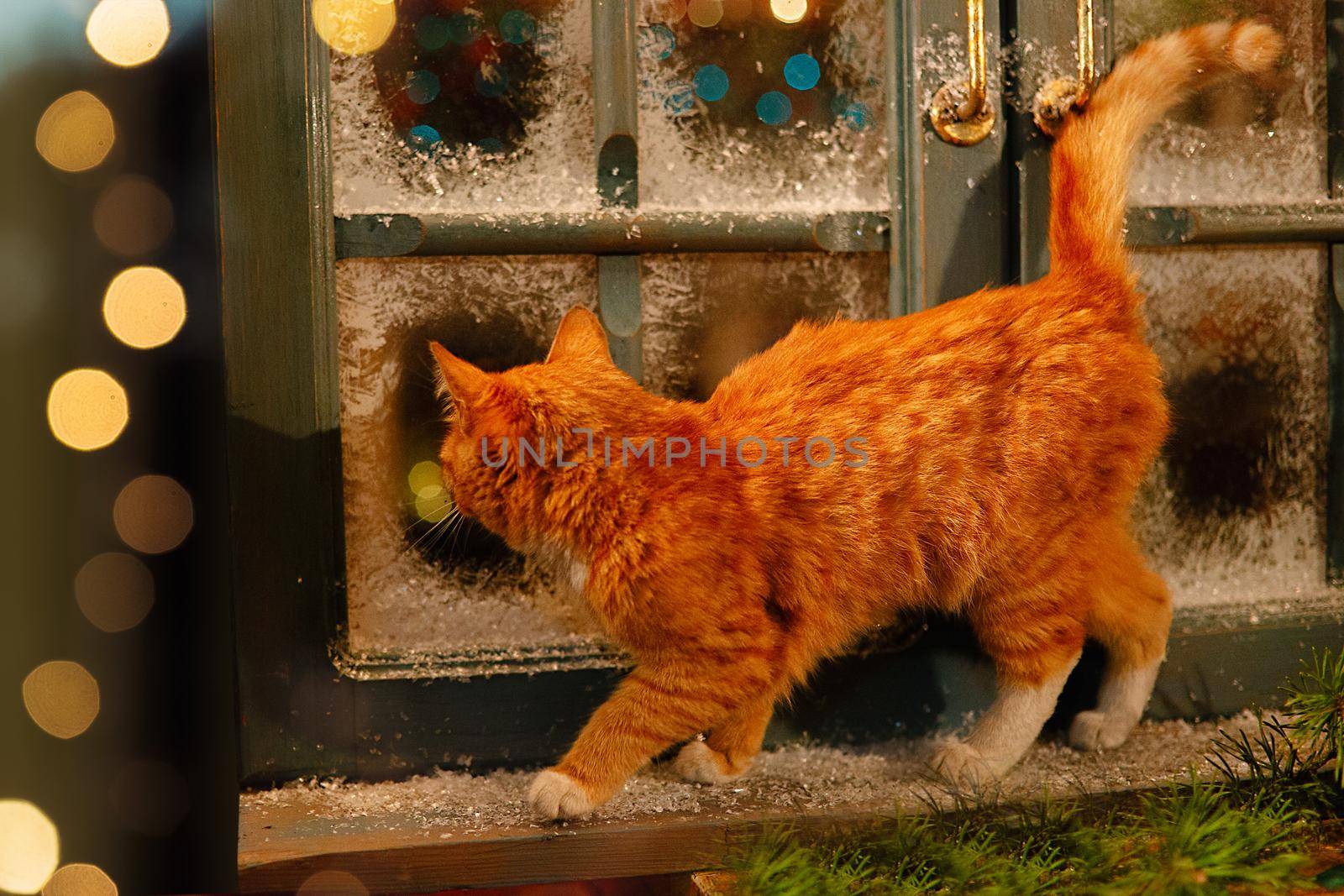 A beautiful ginger cat walks on the windowsill near a snow-covered window, outside the house .