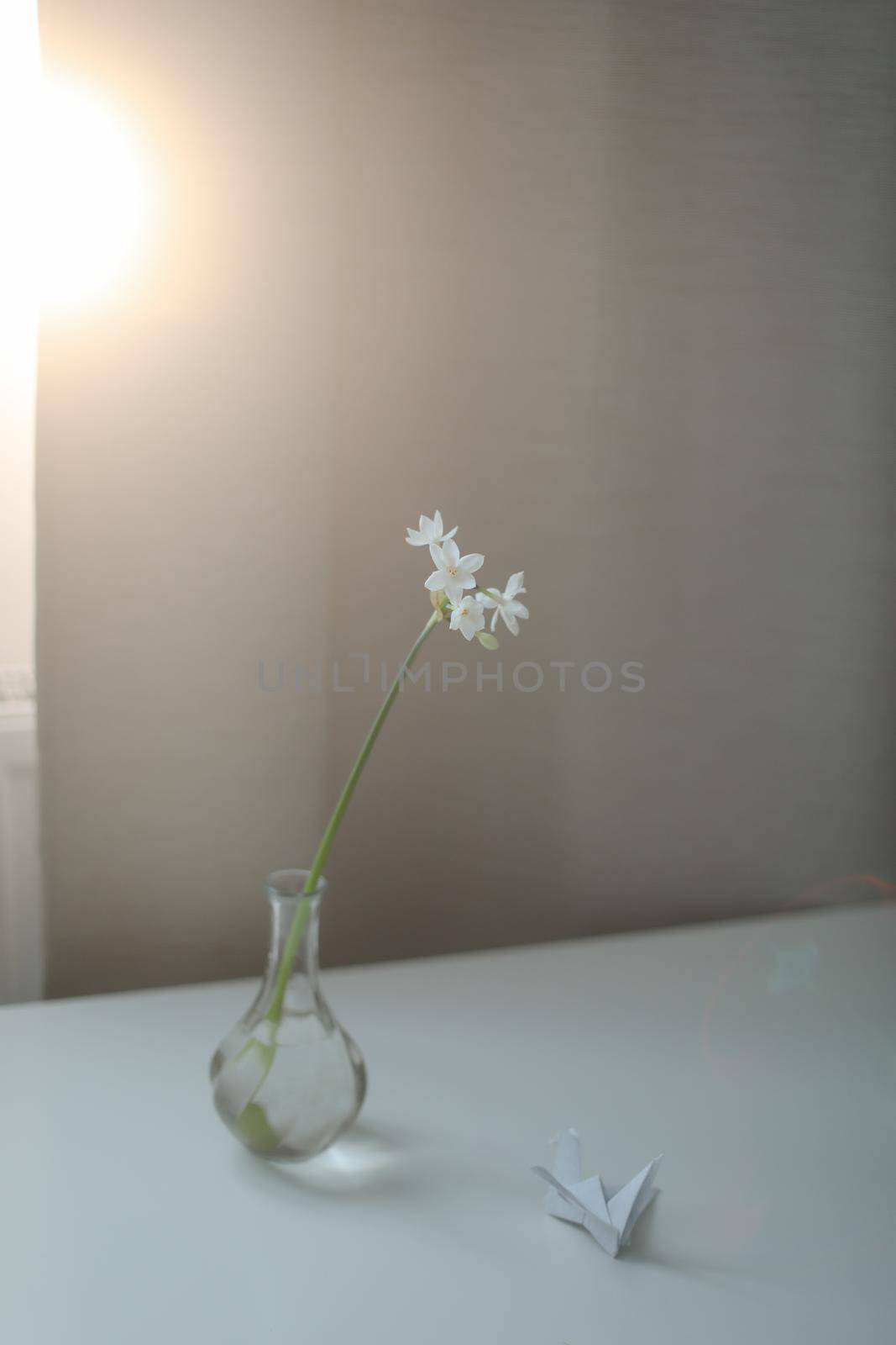 daffodil in a vase on the table in a cozy sunny room by paralisart