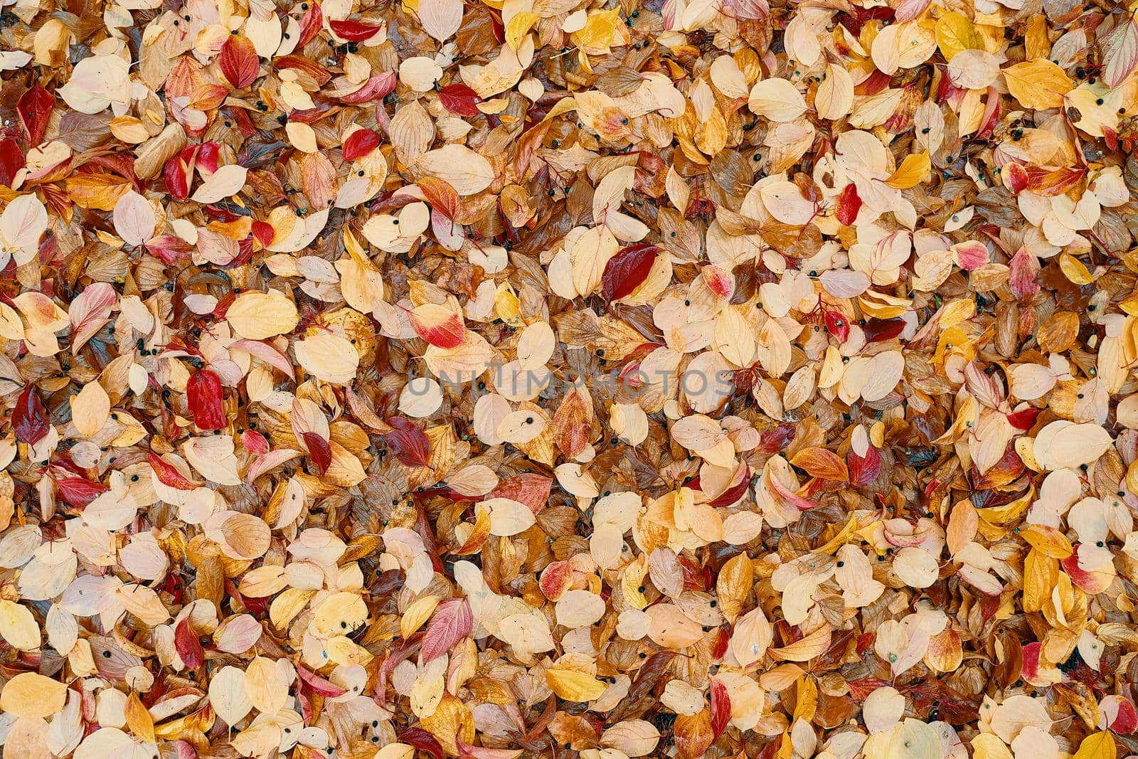 Fall background texture for seasonal use of autumn red and yellow leaves for postcards, ads, and flyers.