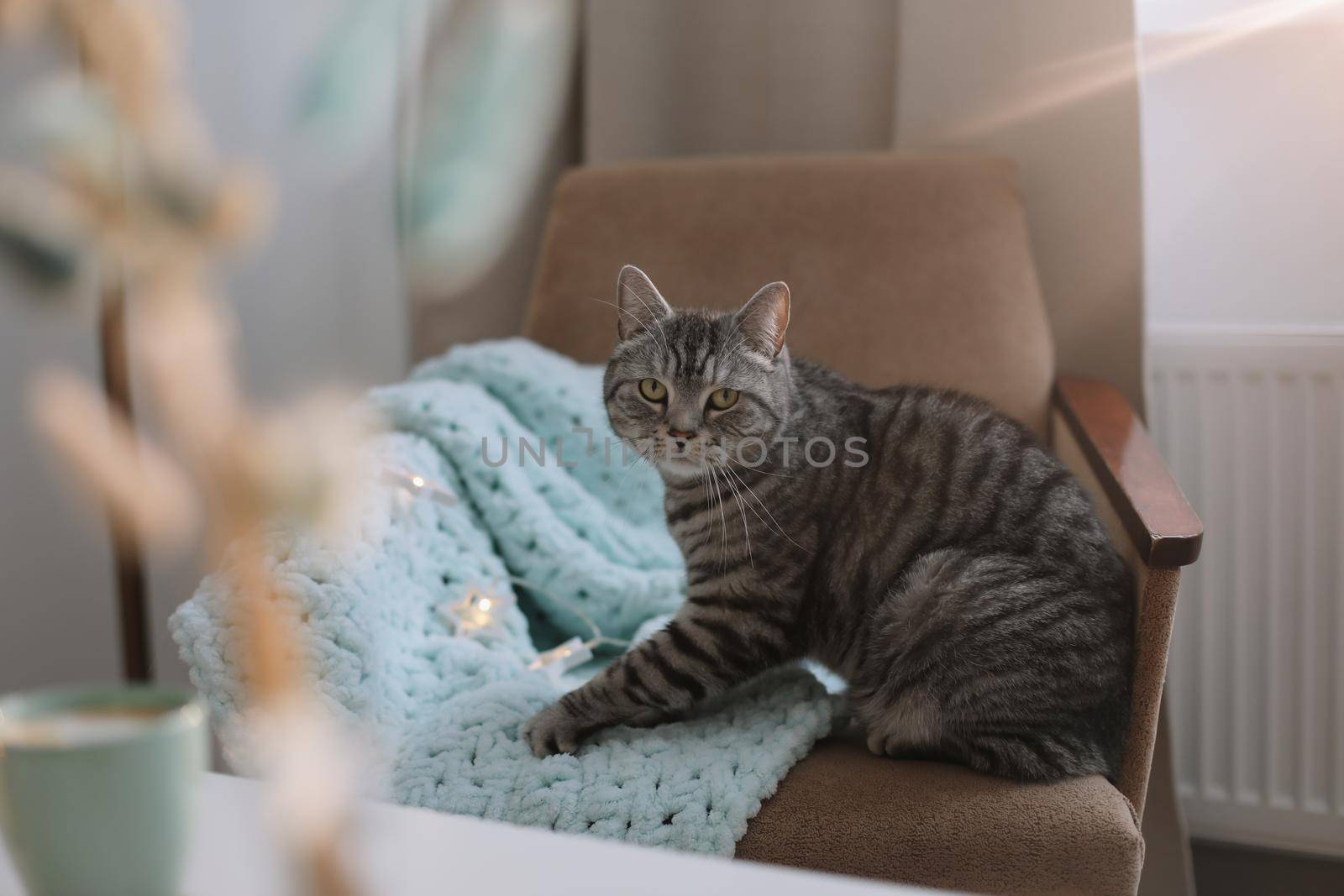 Funny cute Scottish straight grey tabby cat at home.