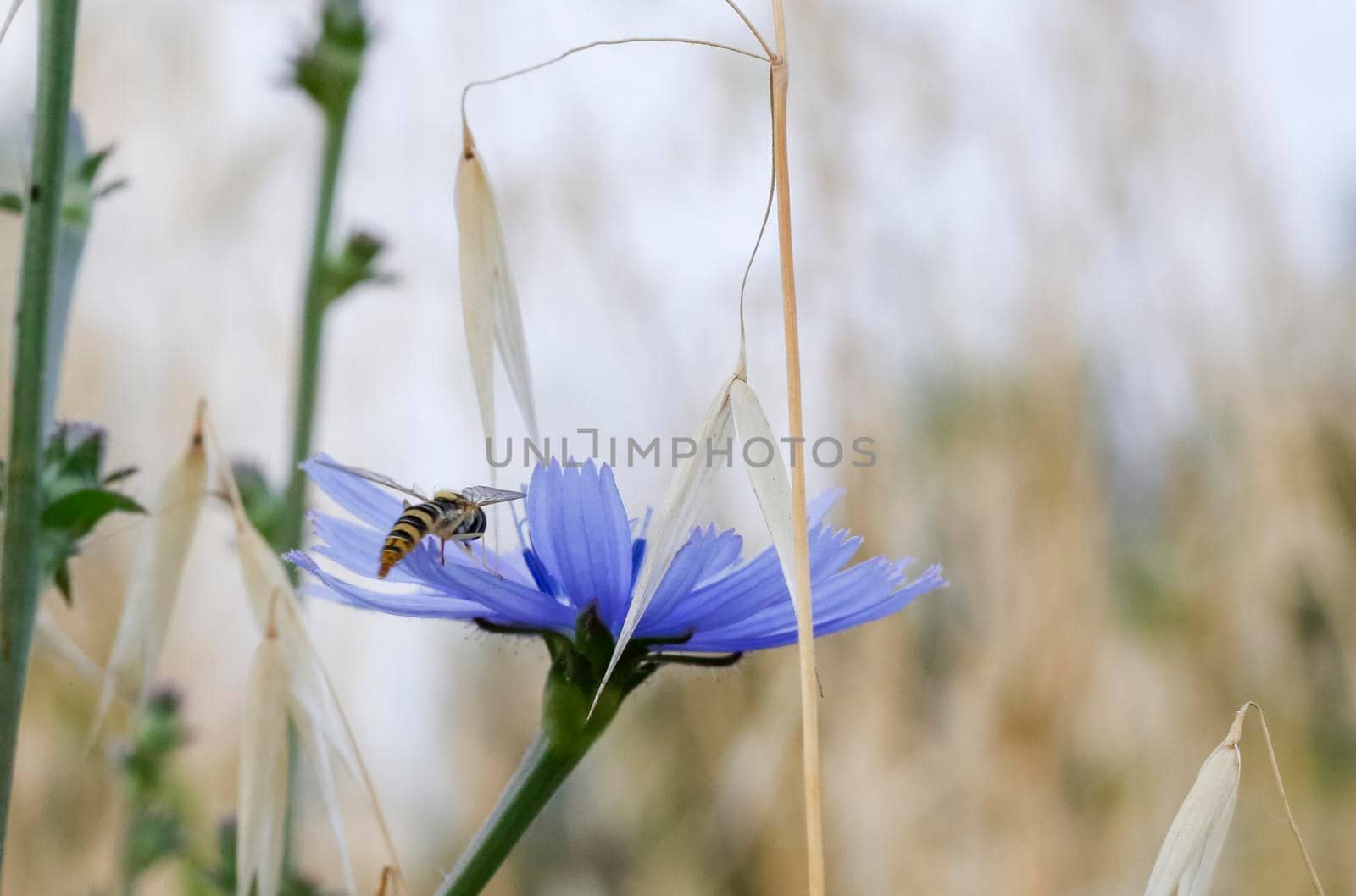 Syrphidae Latreille false bee insect resting on purple flower. High quality photo