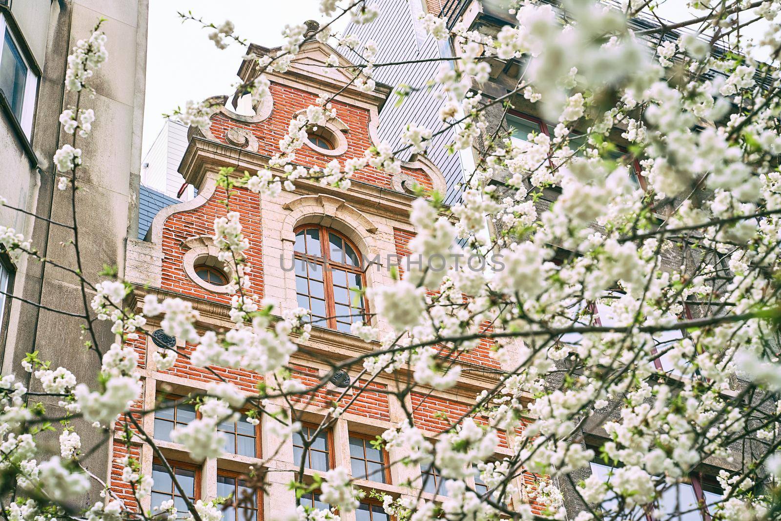 Spring in Brussels, Belgium. Cherry trees blooming on old red brick building background.