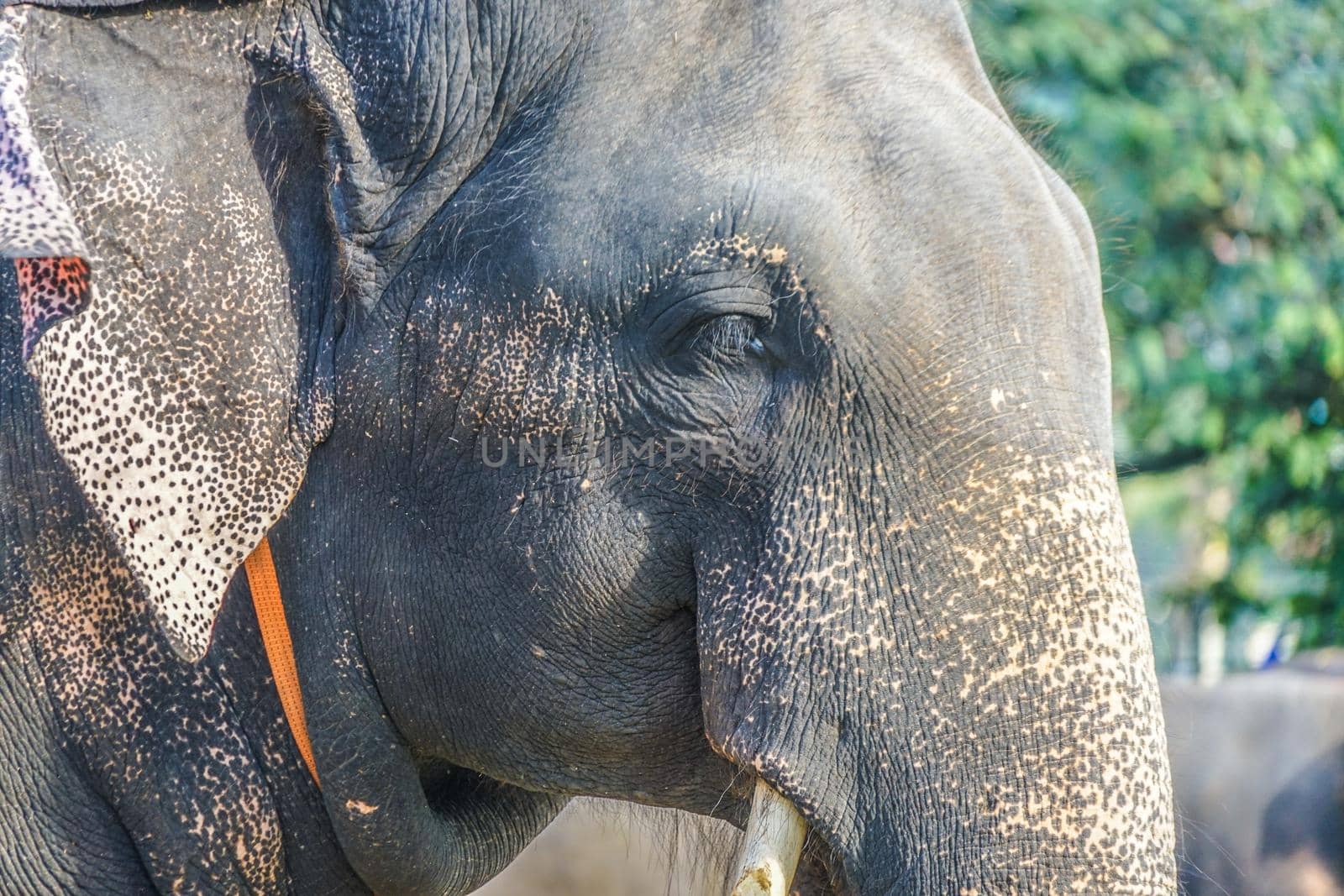 Image of elephant (Sri Lanka Candy). Shooting Location: Sri Lanka, Candy