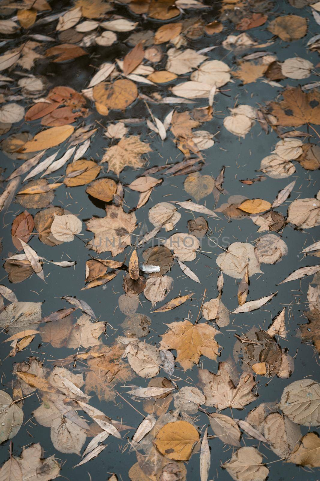 Brown Autumn Foliage in a Stagnant Water of a Pond in a Park. Autumn Monday Morning Full of Depression, Melancholy, Sadness, Blues and Sorrow. Close-up. High quality photo