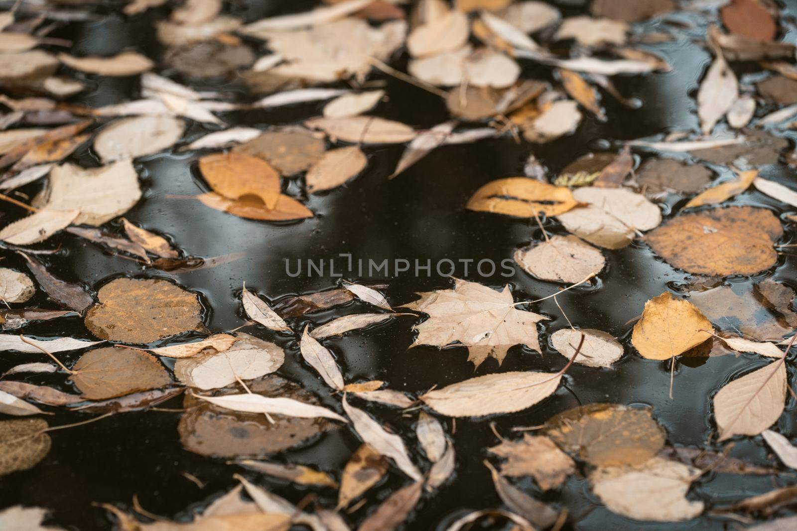 Autumn Leaves in Dark Rainwater. Cloudy Autumn Day Full of Depression, Melancholy , Sadness ,Blues and Sorrow. Close-up. High quality photo