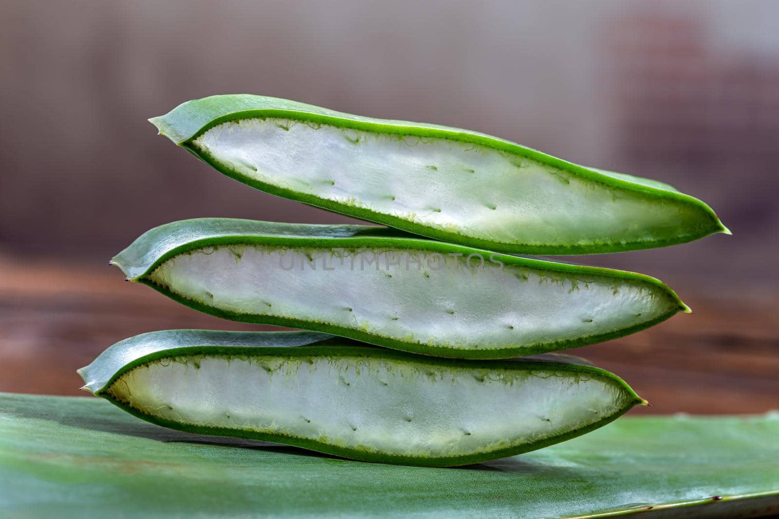 Aloes vera -Phytotherapy and Cosmetology by JPC-PROD