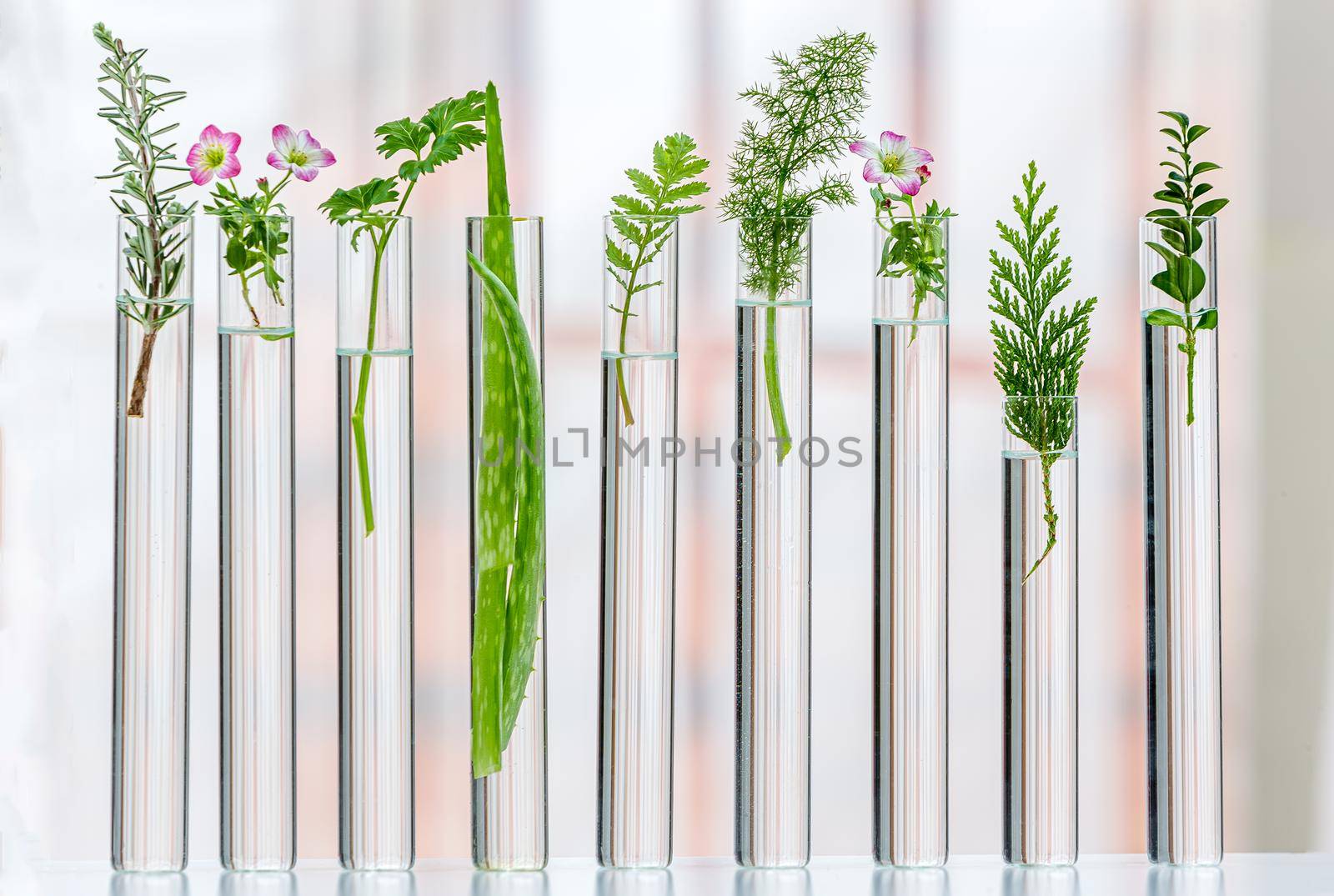 Flowers and medicinal plants aligned in test tubes showing transparency
