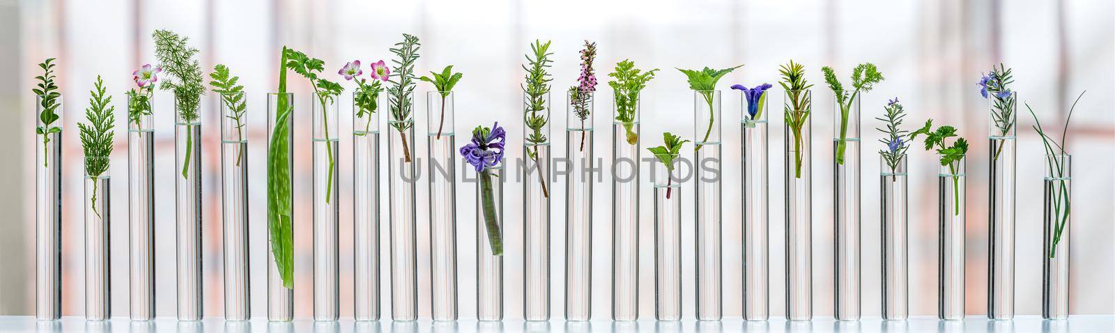 Panoramic of flowers and medicinal plants aligned in test tubes showing transparency