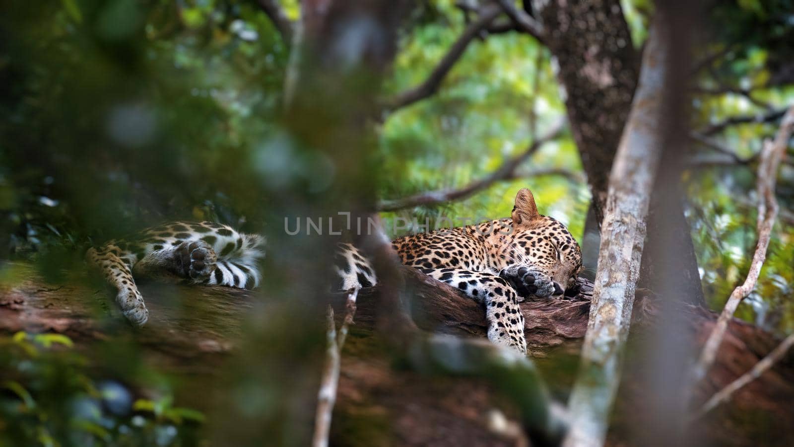 Beautiful leopard is resting on a tree. Safari in the forest. Wildlife. A free wild cat slip on branch.