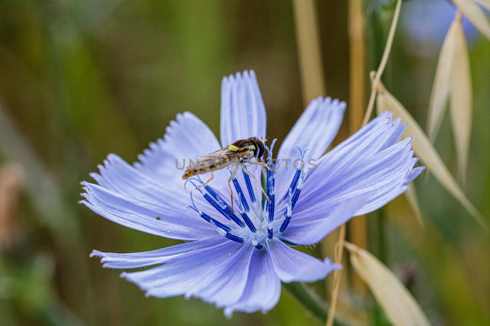 Syrphidae Latreille false bee insect resting on purple flower by tinofotografie