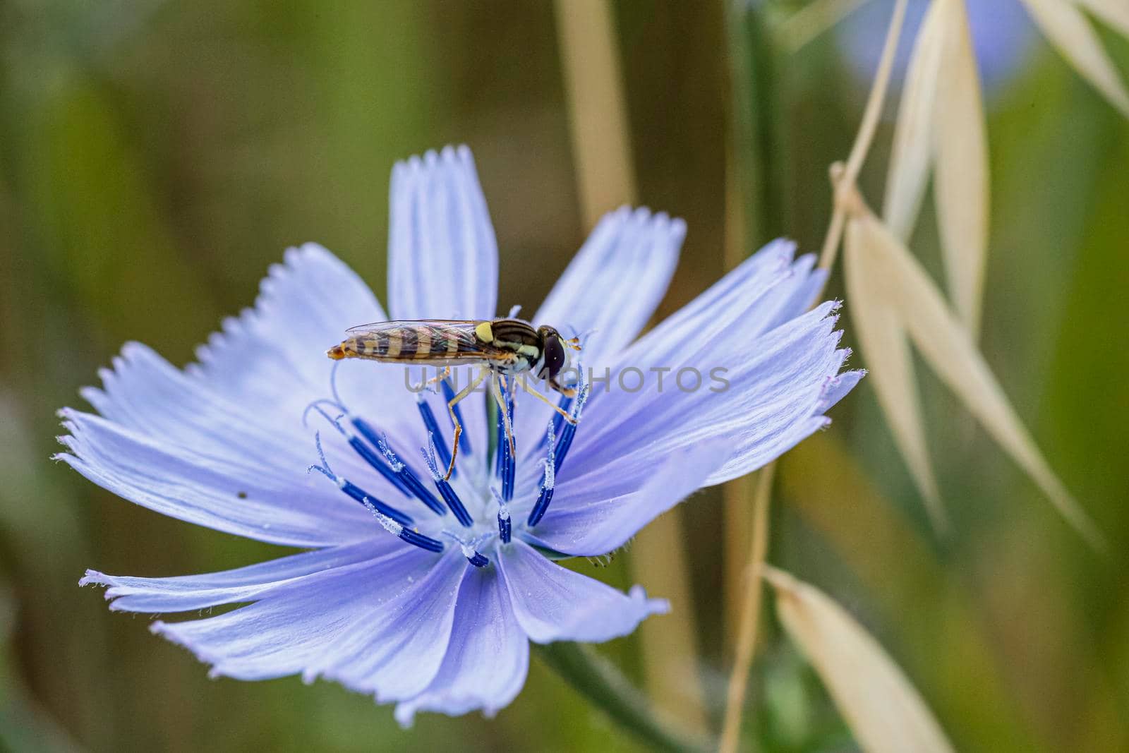 Syrphidae Latreille false bee insect resting on purple flower by tinofotografie