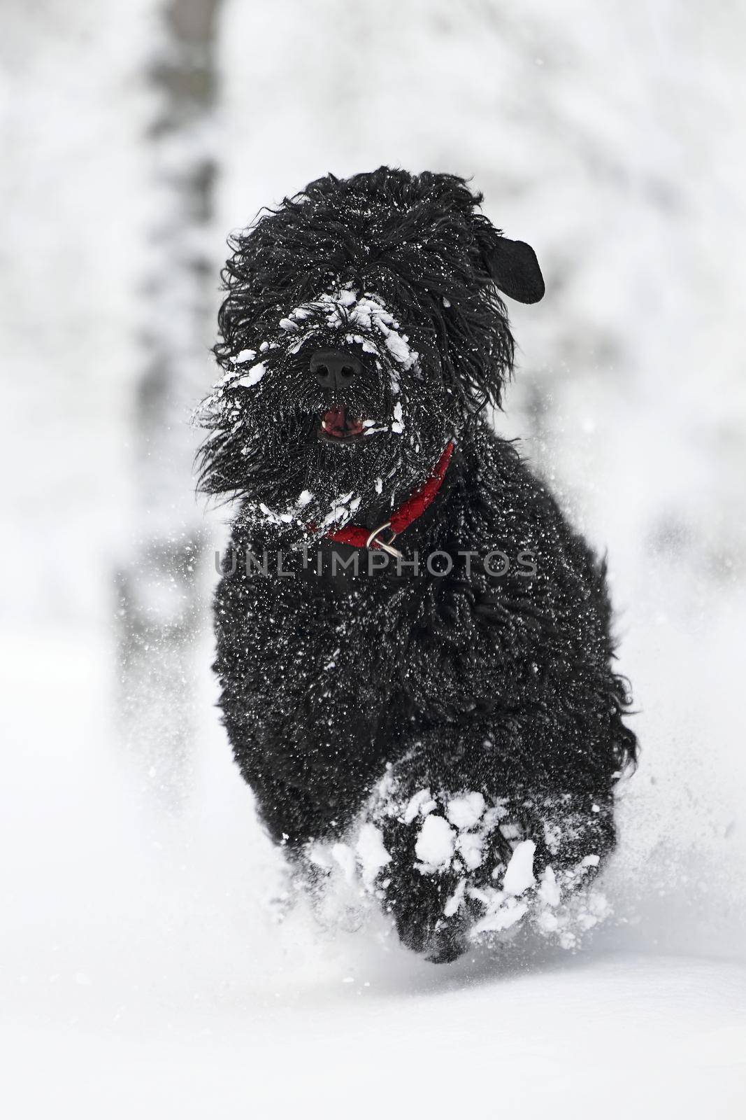 Happy black long-haired dog in the snow. The big dog is glad of the snow. A black dog in the snow. Russian black terrier walking in a snowy park. What happens if you walk your dog in winter by EvgeniyQW