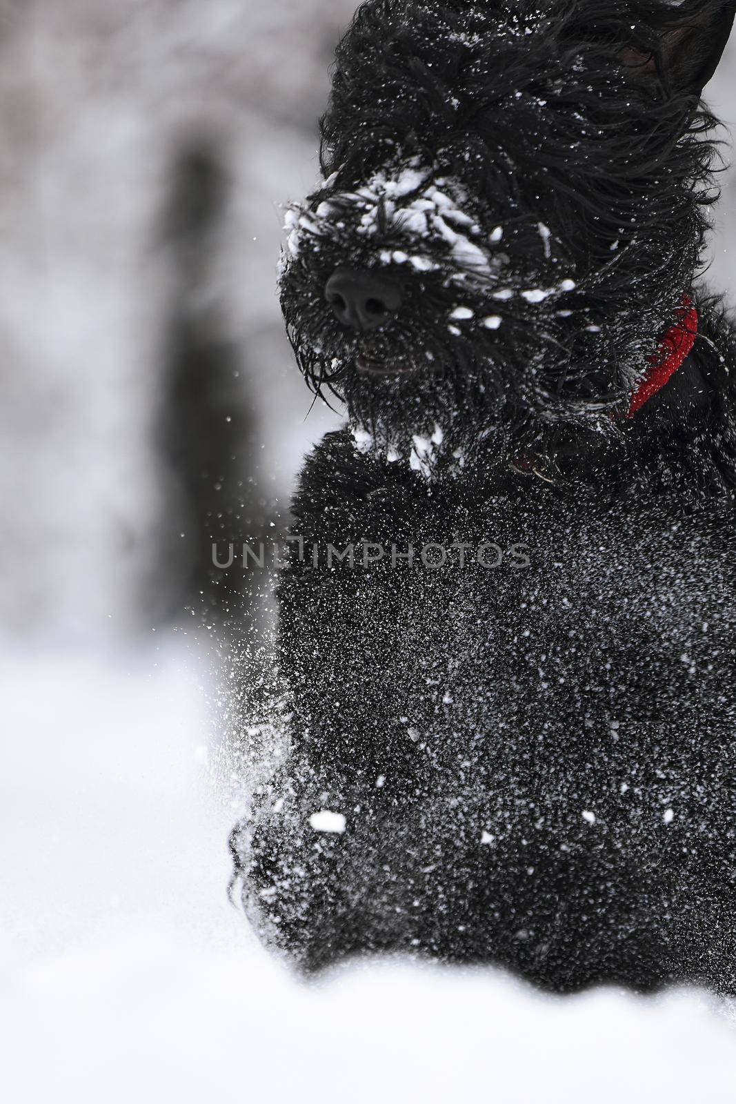 Happy black long-haired dog in the snow. The big dog is glad of the snow. A black dog in the snow. Russian black terrier walking in a snowy park. What happens if you walk your dog in winter by EvgeniyQW