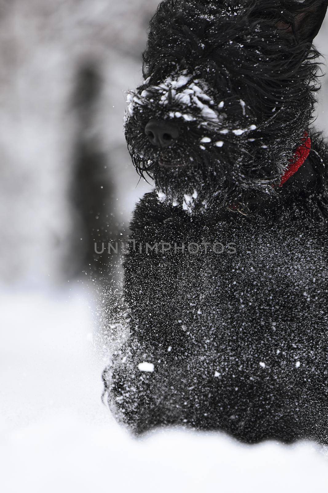 Happy black long-haired dog in the snow. The big dog is glad of the snow. A black dog in the snow. Russian black terrier walking in a snowy park. What happens if you walk your dog in winter.