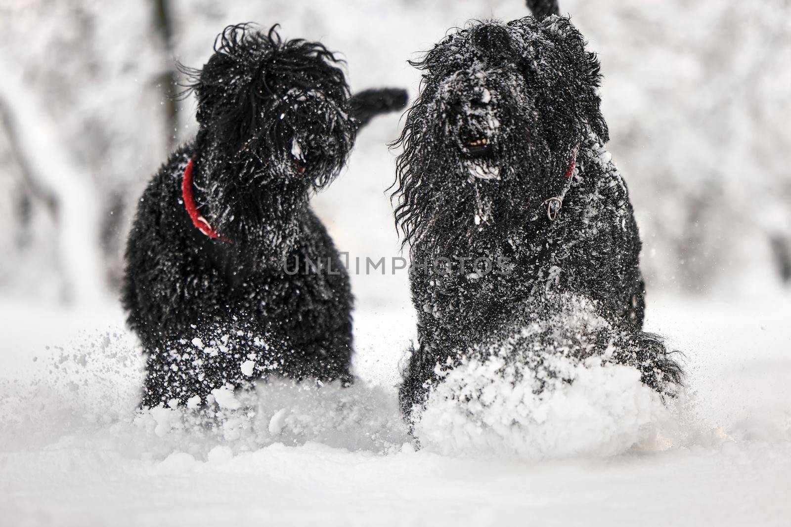Two happy black long-haired dogs in the snow. The big dog is glad of the snow. A black dog in the snow. Russian black terrier walking in a snowy park. What happens if you walk your dog in winter.