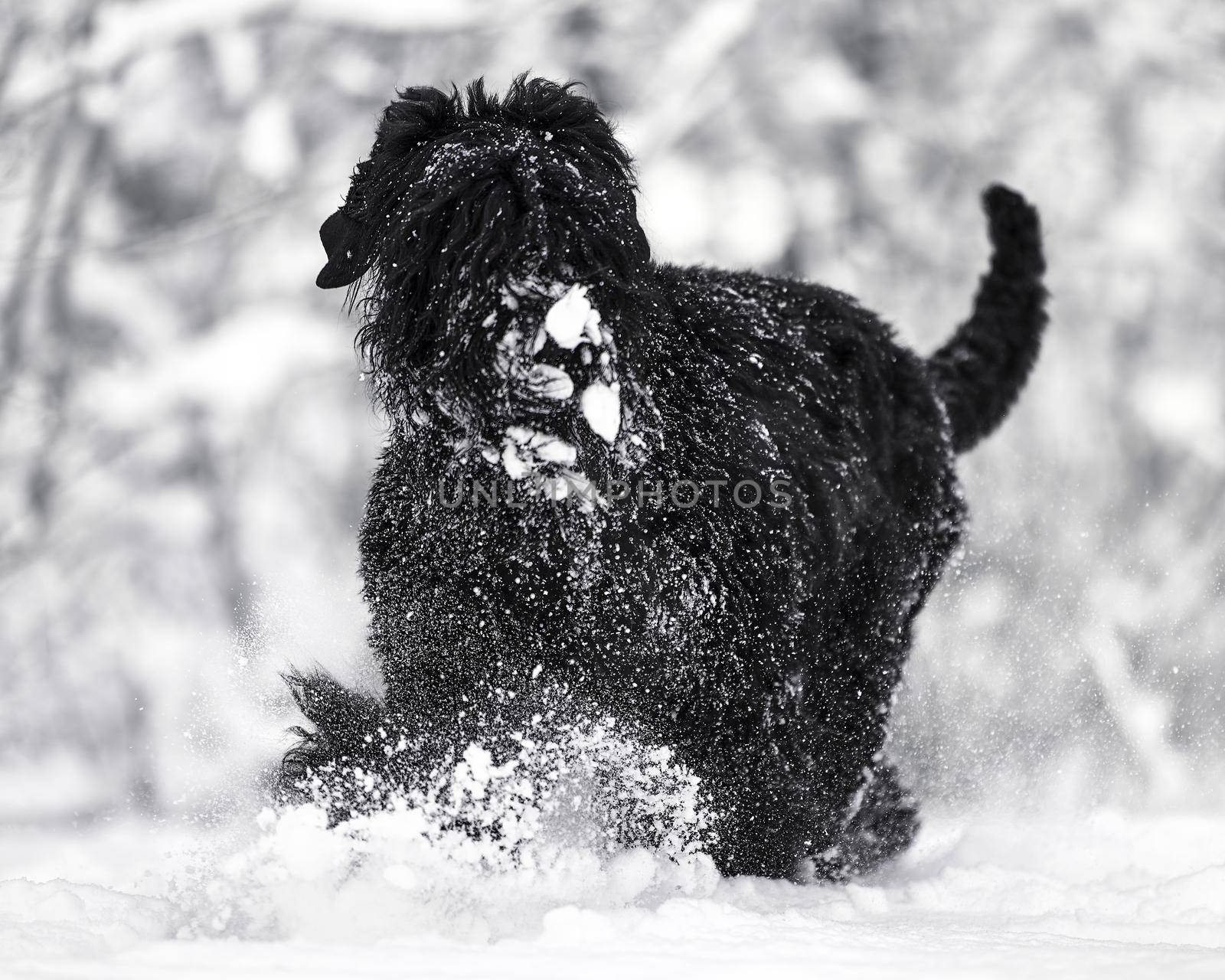 Happy black long-haired dog in the snow. The big dog is glad of the snow. A black dog in the snow. Russian black terrier walking in a snowy park. What happens if you walk your dog in winter by EvgeniyQW