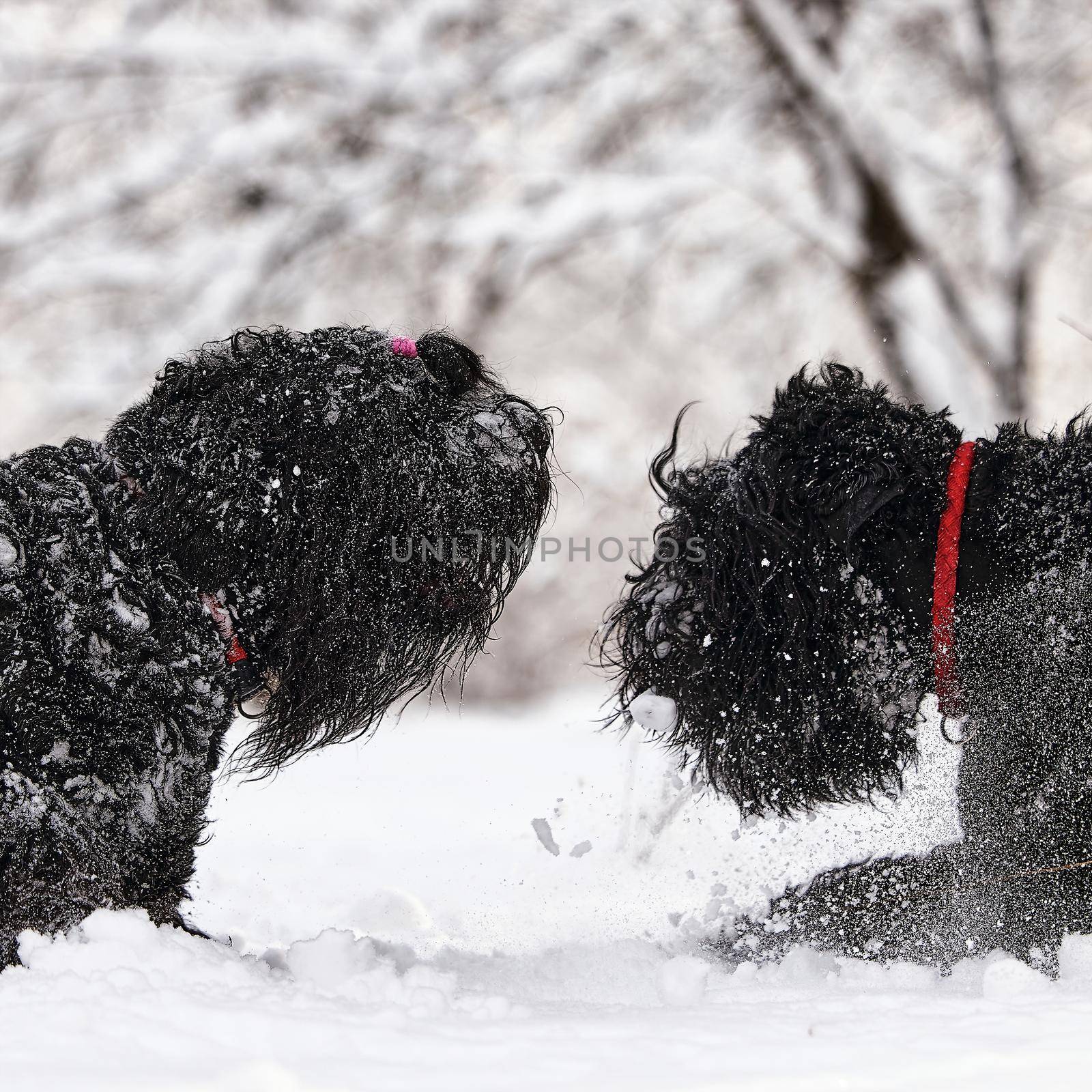 Two happy black long-haired dogs in the snow. The big dog is glad of the snow. A black dog in the snow. Russian black terrier walking in a snowy park. What happens if you walk your dog in winter.