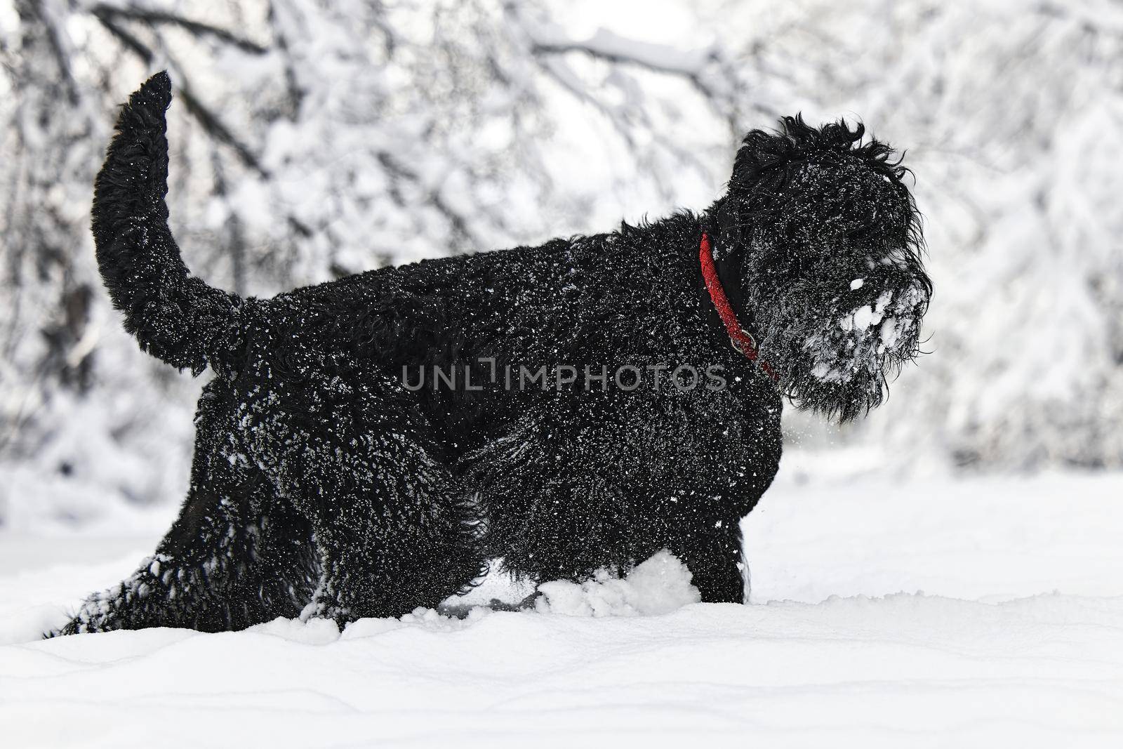 Happy black long-haired dog in the snow. The big dog is glad of the snow. A black dog in the snow. Russian black terrier walking in a snowy park. What happens if you walk your dog in winter.