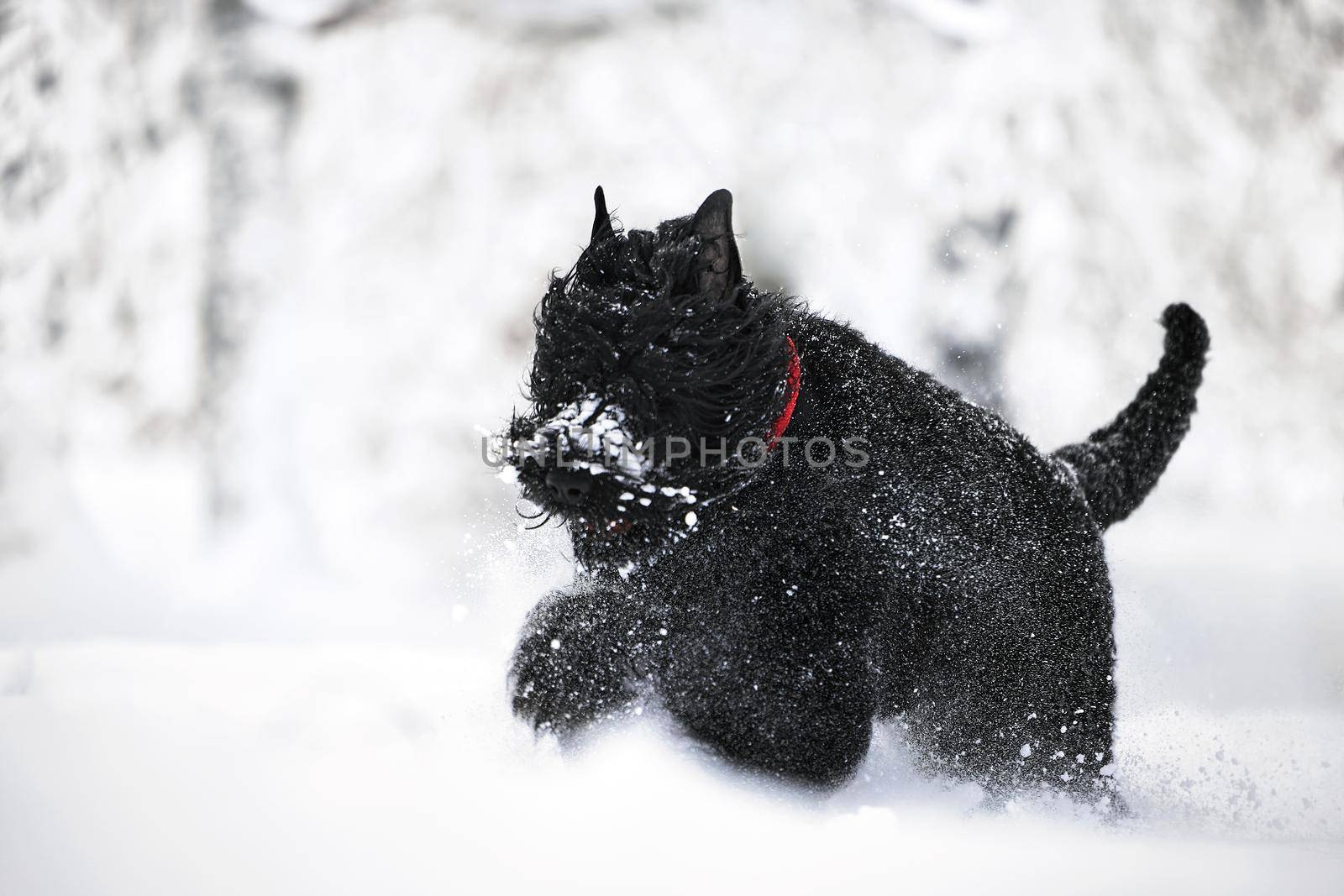 Happy black long-haired dog in the snow. The big dog is glad of the snow. A black dog in the snow. Russian black terrier walking in a snowy park. What happens if you walk your dog in winter.