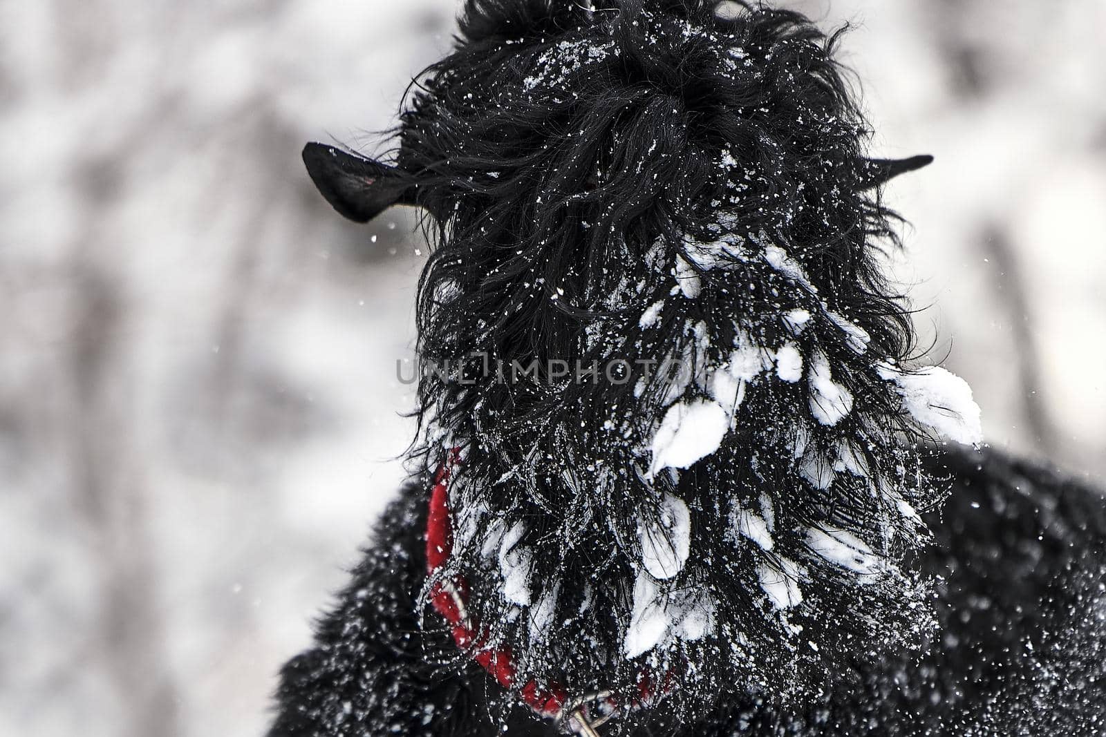 Happy black long-haired dog in the snow. The big dog is glad of the snow. A black dog in the snow. Russian black terrier walking in a snowy park. What happens if you walk your dog in winter.