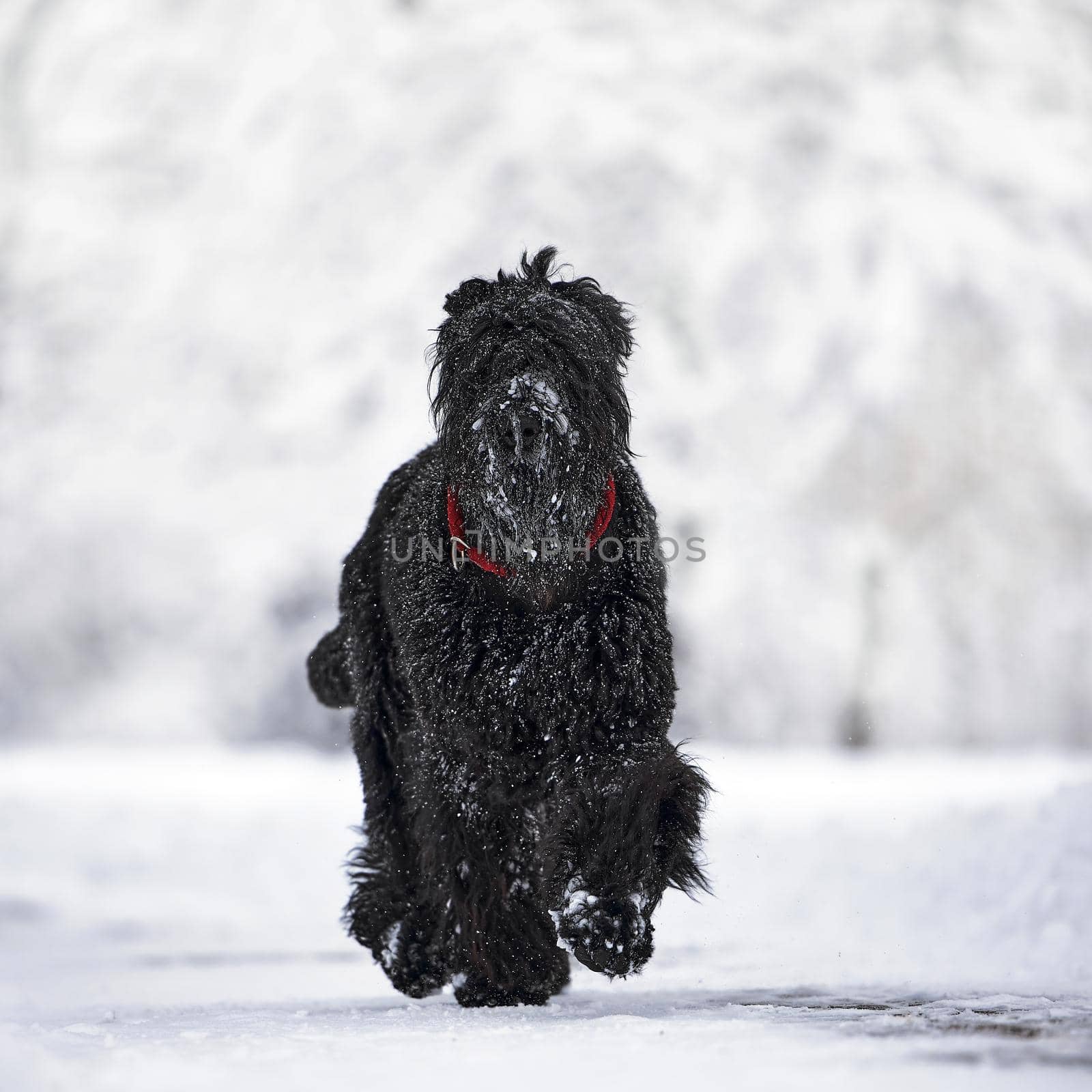 Happy black long-haired dog in the snow. The big dog is glad of the snow. A black dog in the snow. Russian black terrier walking in a snowy park. What happens if you walk your dog in winter.