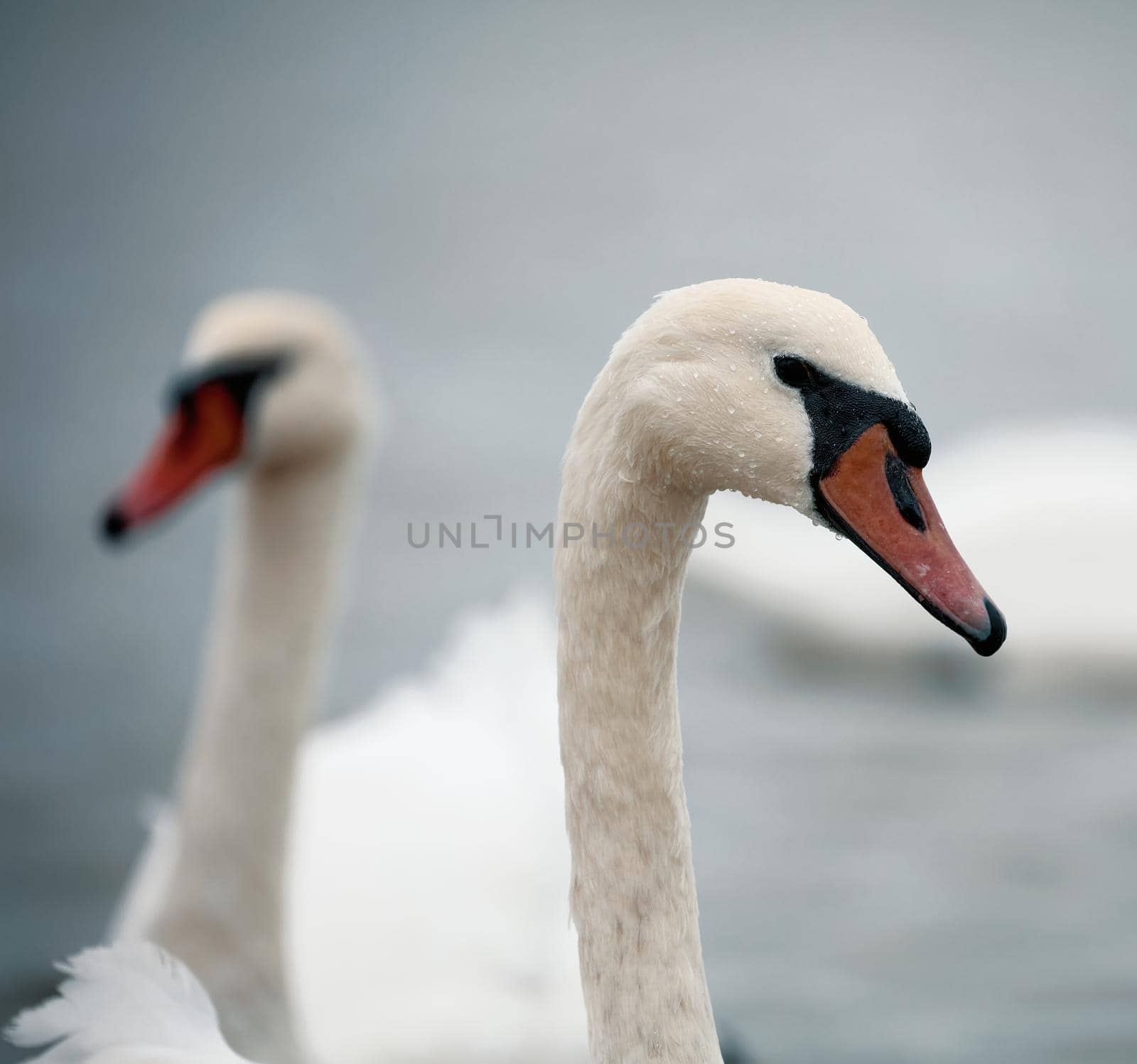 Portrait of beautiful Swan - Cygnus olor. Swans gather for wintering on the pond by EvgeniyQW