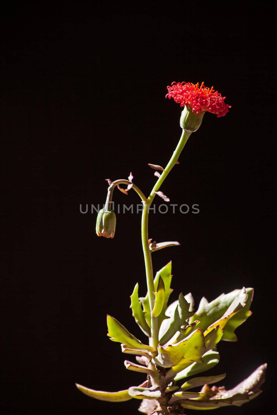 Close-up image showing the flower, bud and leaves of Senecio fulgens