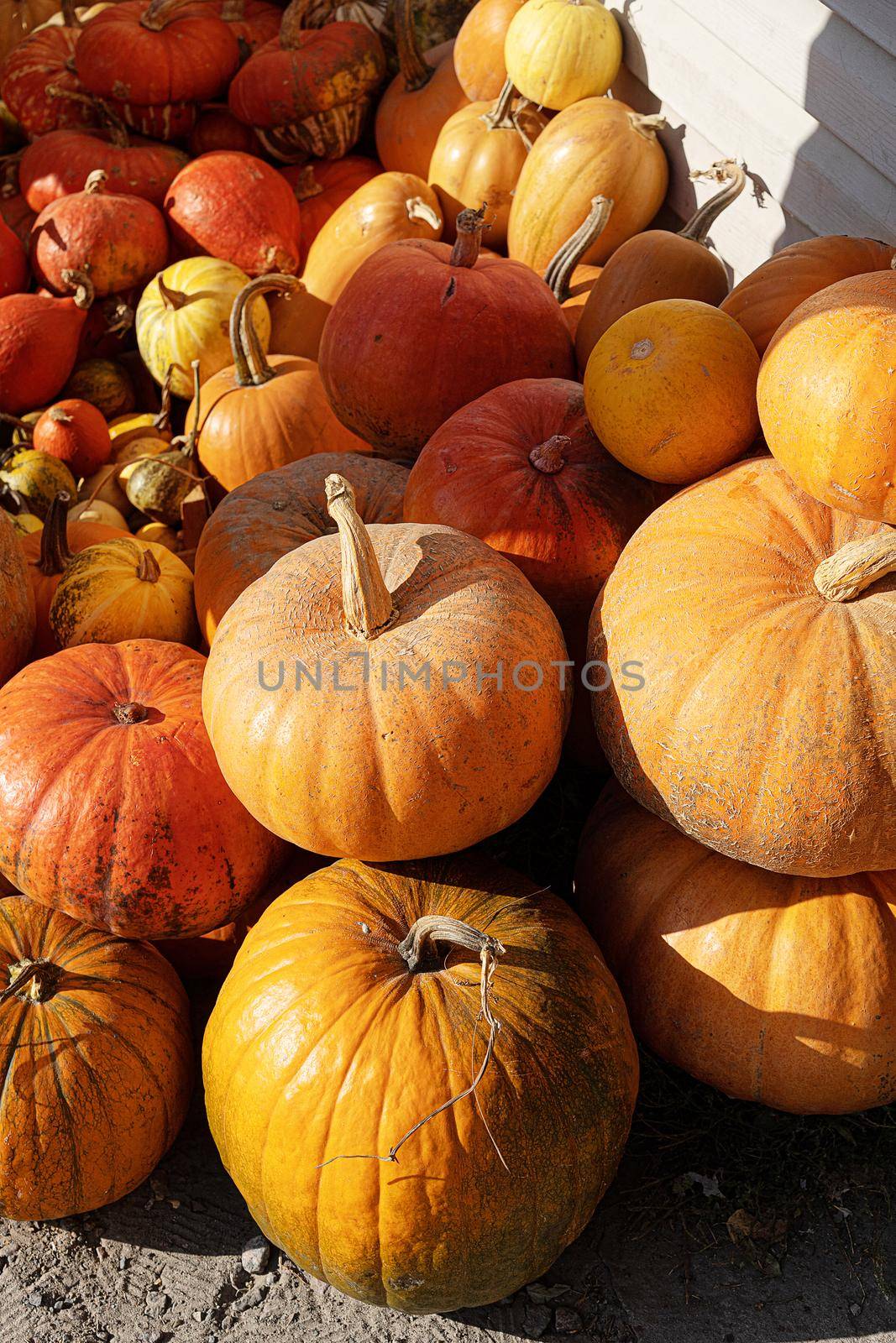 Lots of Pumpkins in the Farm Market. Pumpkin Pile of Fairytale, Cinderella and Jack-be-little. Close-up. Pumpkin Background. High quality photo
