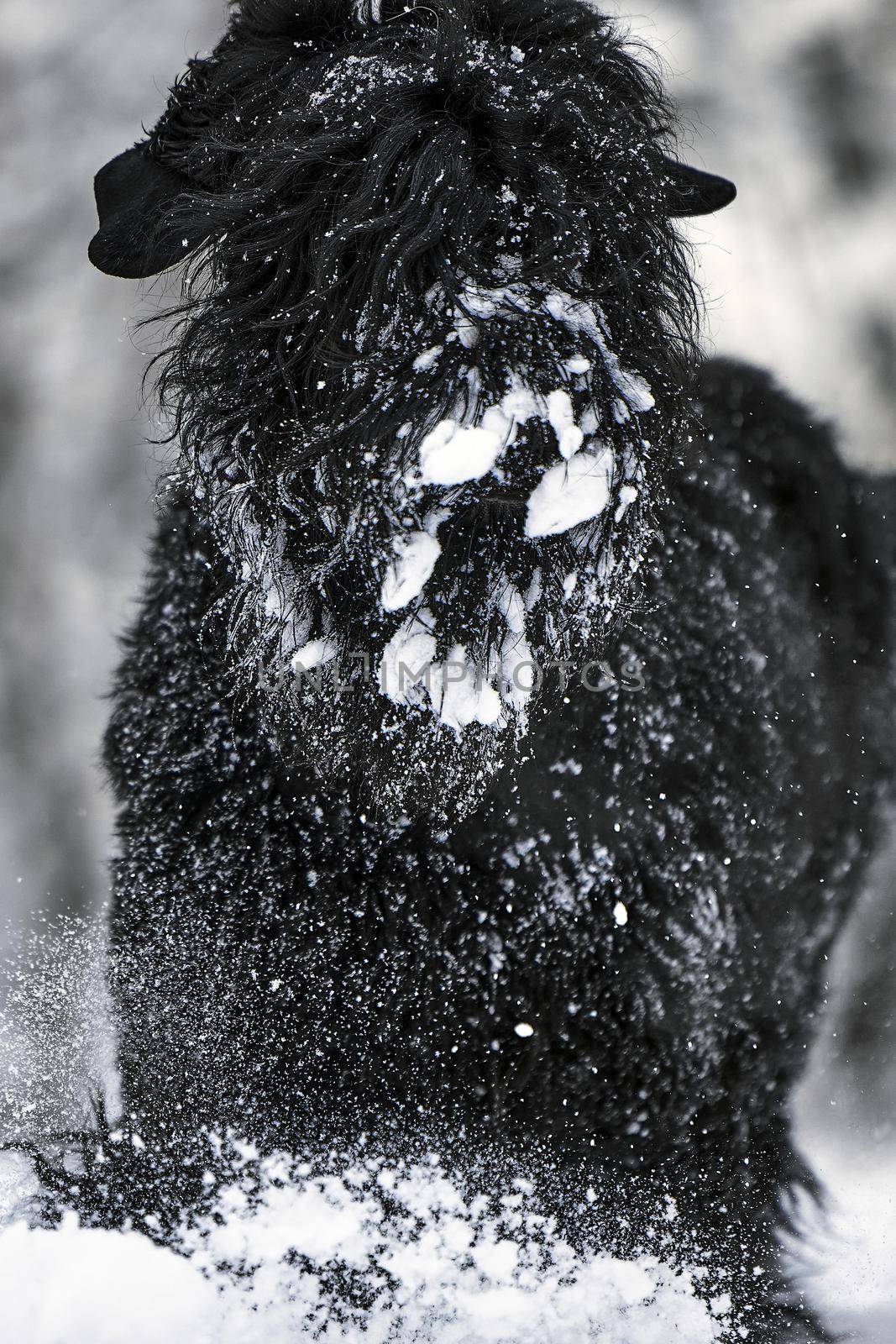 Happy black long-haired dog in the snow. Big dog is glad of the snow. A black dog in the snow. Russian black terrier walking in a snowy park. What happens if you walk your dog in winter.