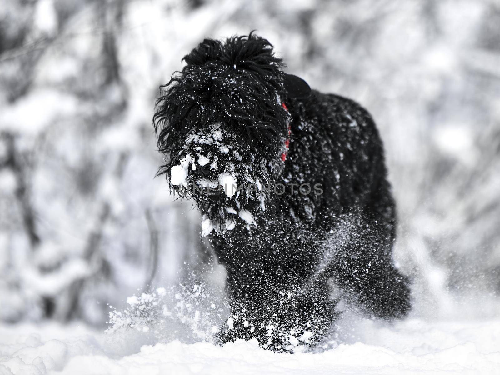 Happy black long-haired dog in the snow. The big dog is glad of the snow. A black dog in the snow. Russian black terrier walking in a snowy park. What happens if you walk your dog in winter.