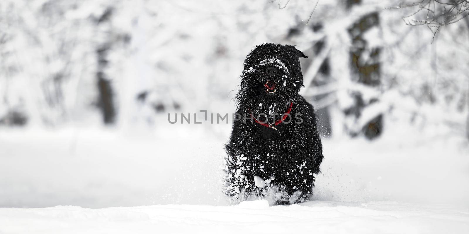 Happy black long-haired dog in the snow. The big dog is glad of the snow. A black dog in the snow. Russian black terrier walking in a snowy park. What happens if you walk your dog in winter.