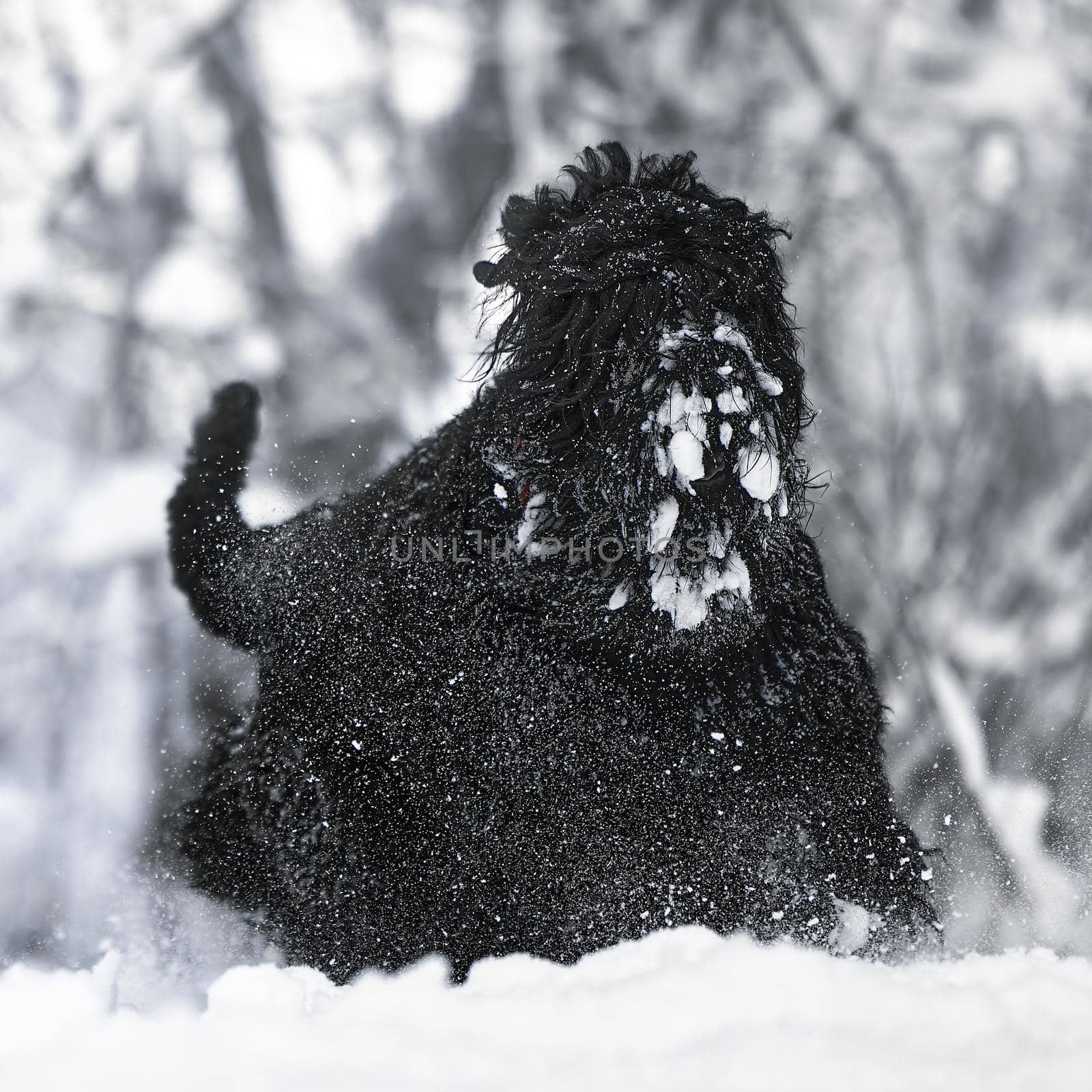 Happy black long-haired dog in the snow. The big dog is glad of the snow. A black dog in the snow. Russian black terrier walking in a snowy park. What happens if you walk your dog in winter.